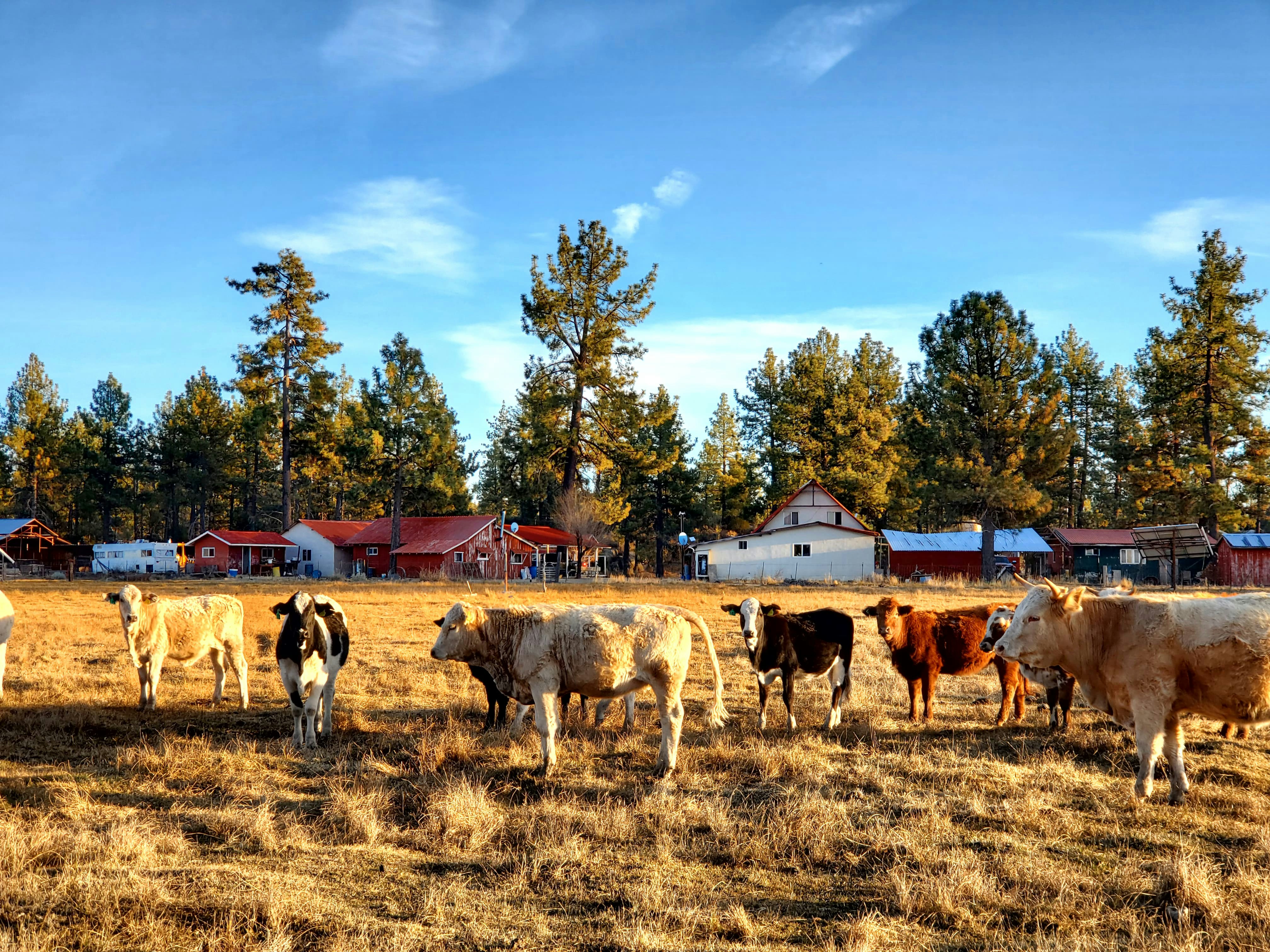 Cows graze in a field with a rural background.