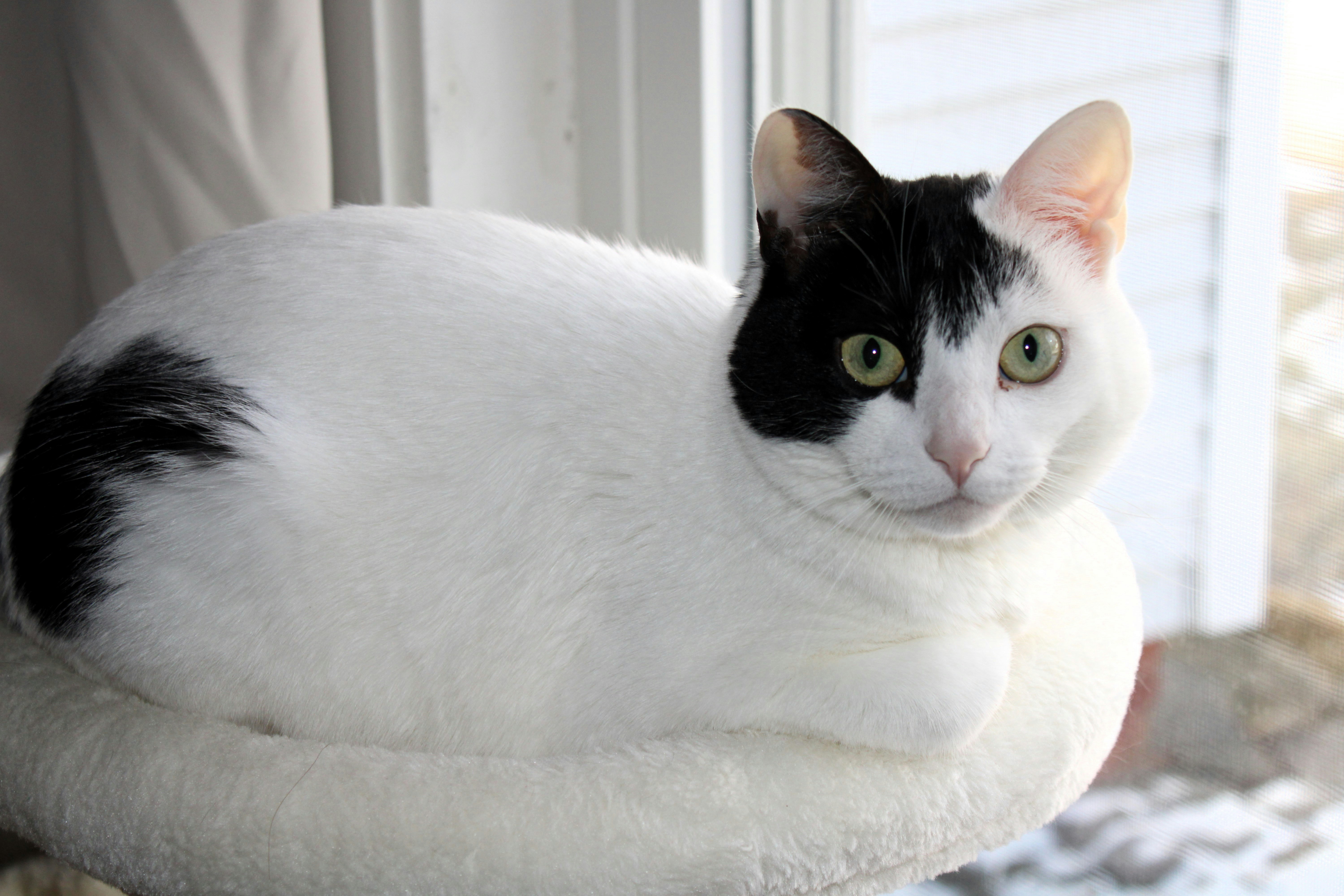 A cute cat is relaxing near the window.