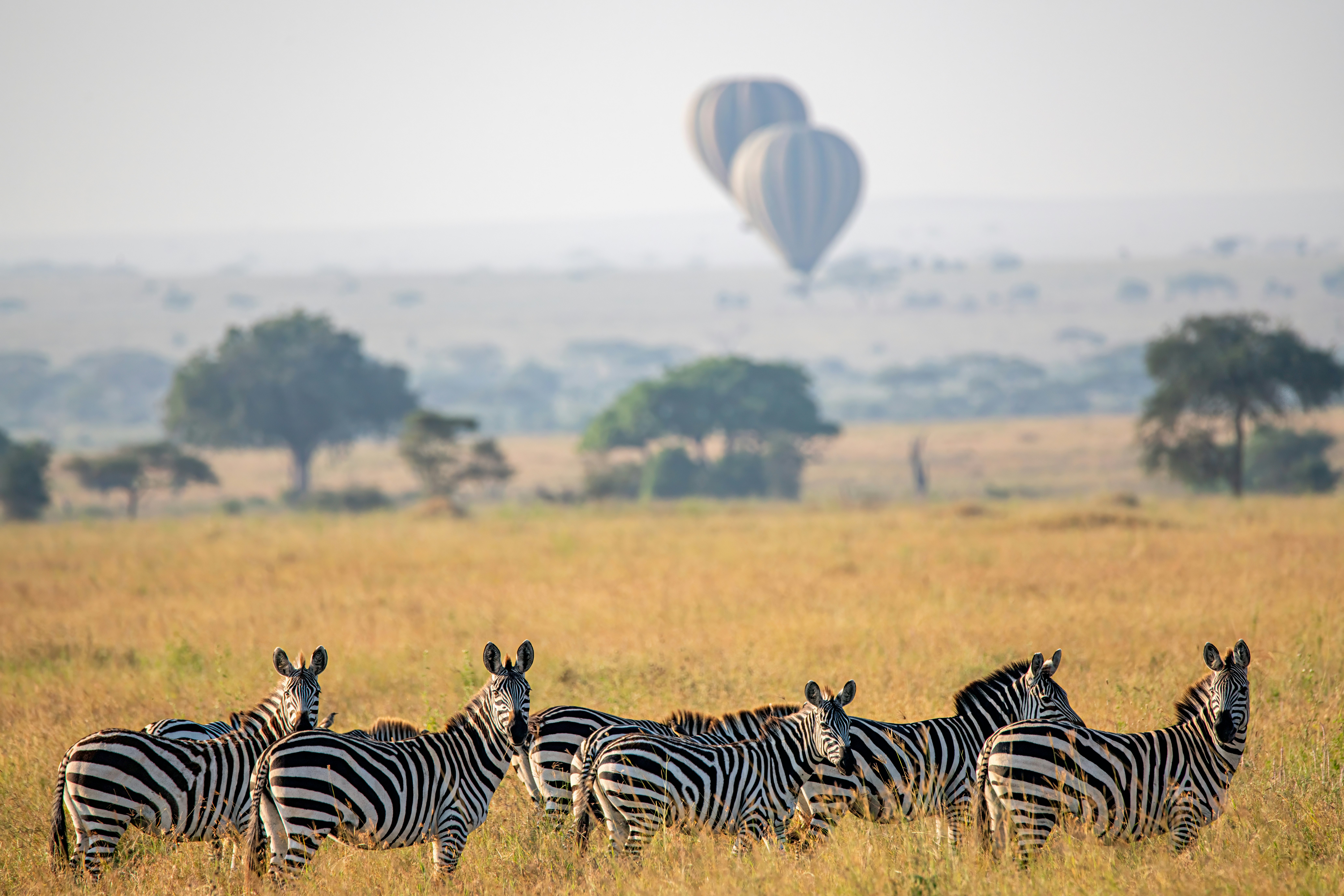 Zebras in Masai Mara