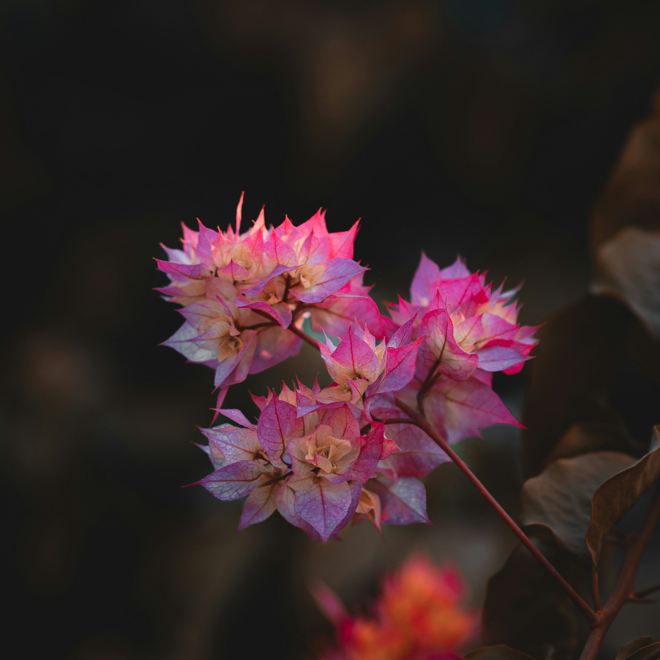 분홍색과 흰색의 꽃이 햇빛을 받아 아름답게 피어납니다.