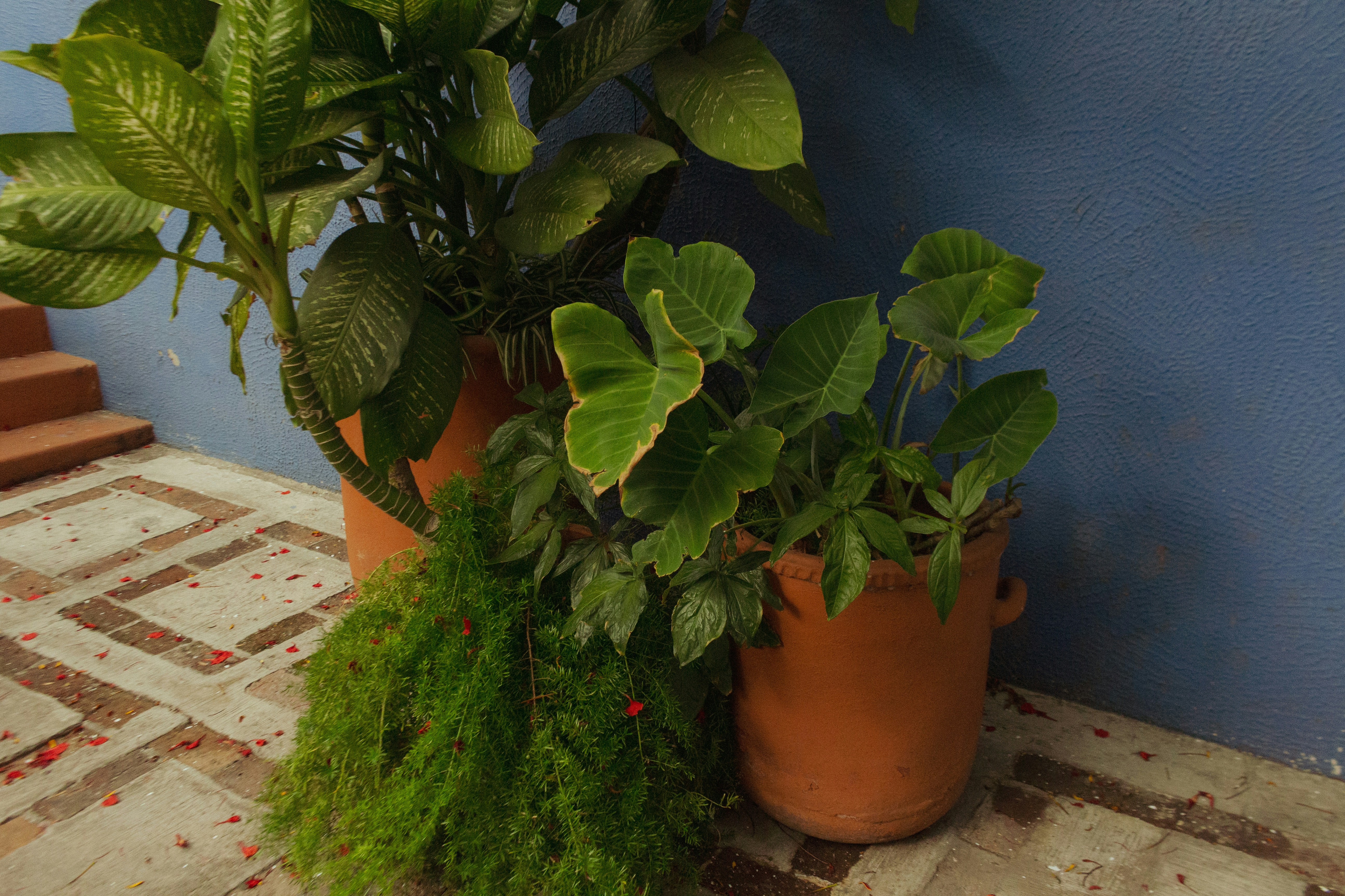 Potted plants sit by a blue wall.