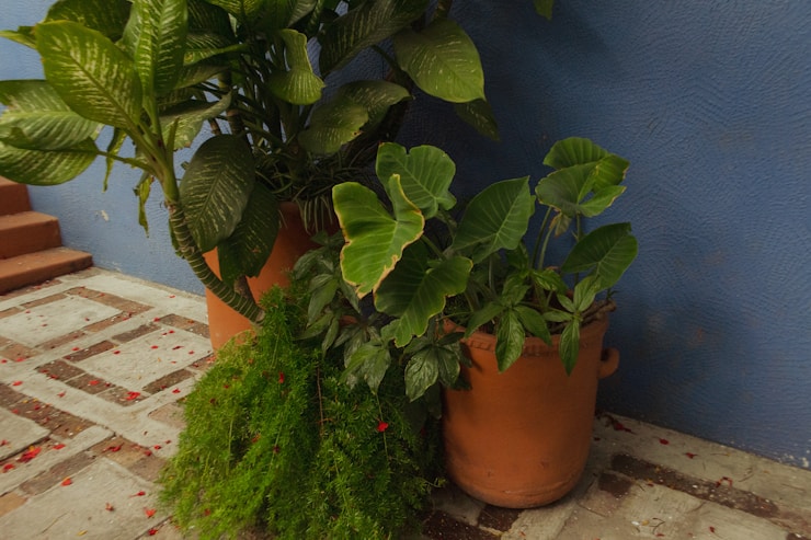 Terracotta pots with plants against a blue wall.