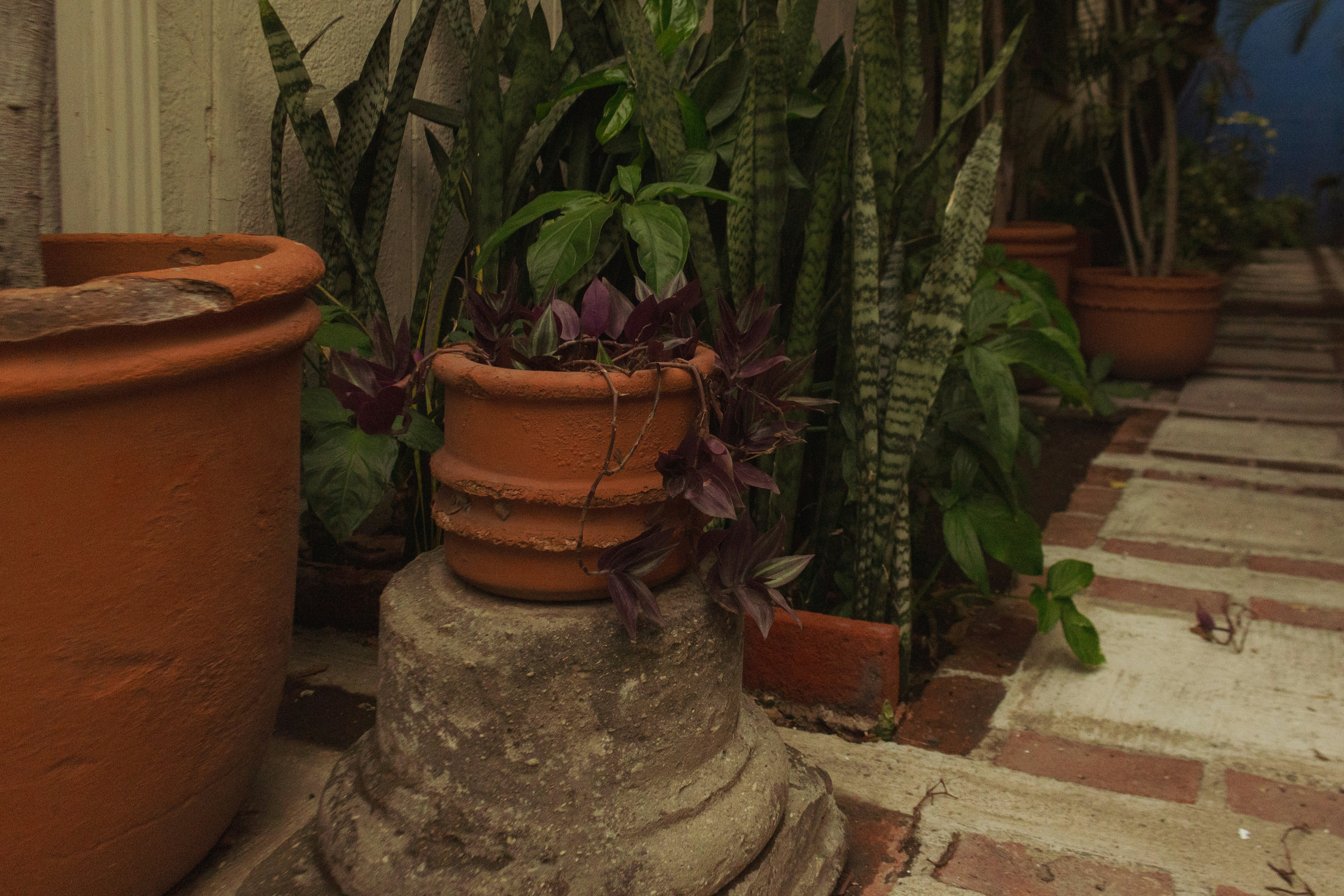 Potted plants arranged outdoors in a garden.