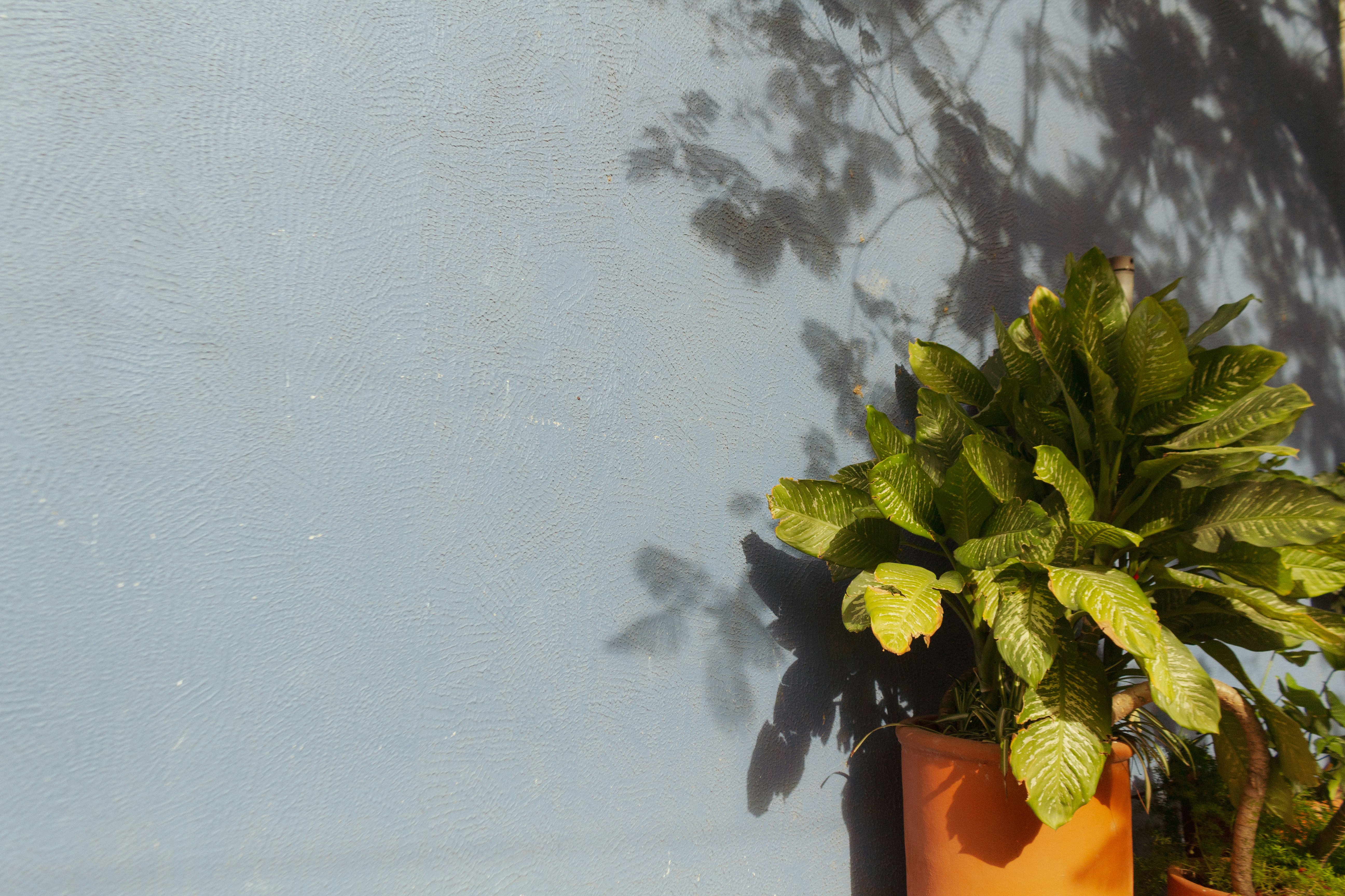 A potted plant sits against a blue wall.