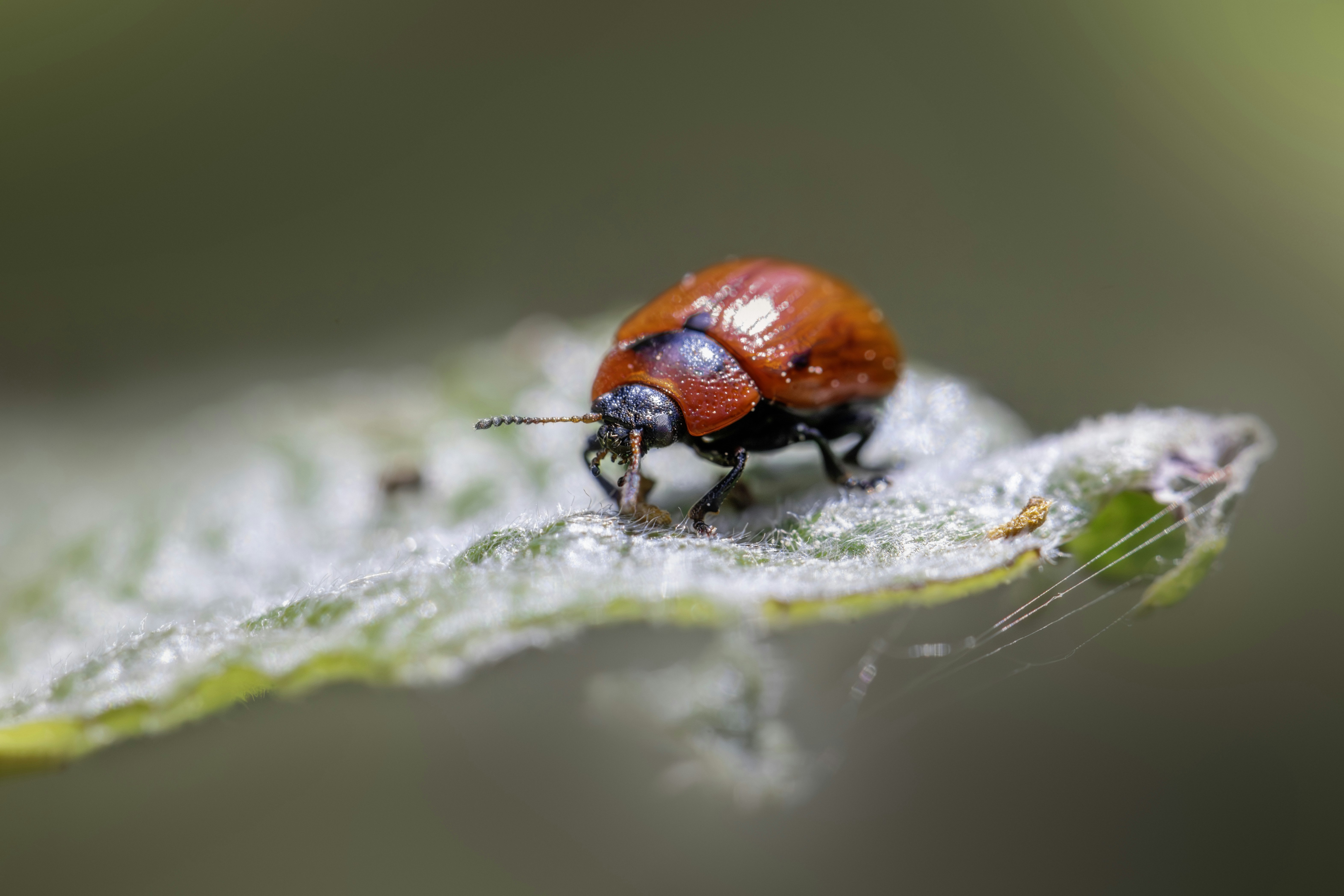 Photo by erik_karits