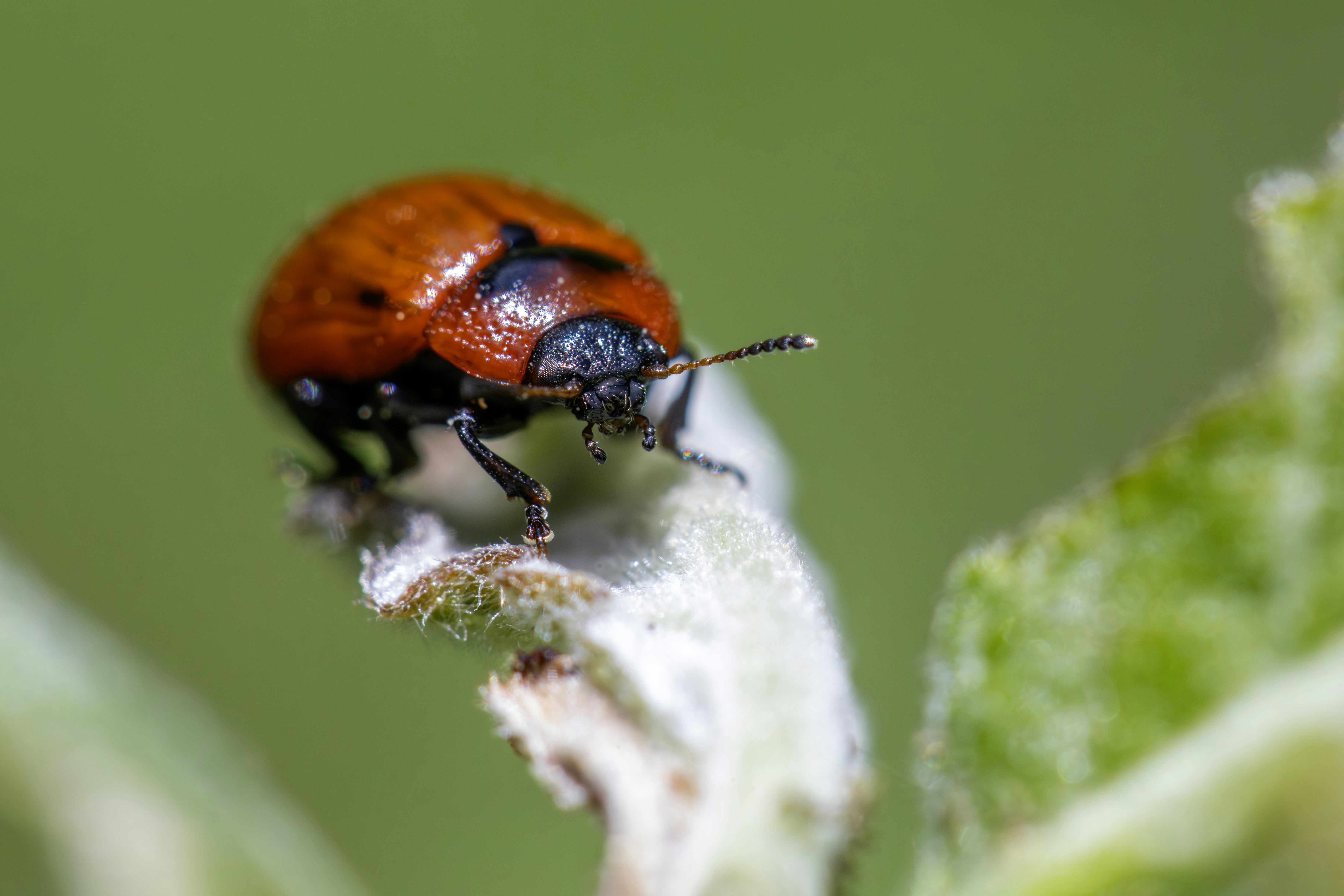 Photo by erik_karits