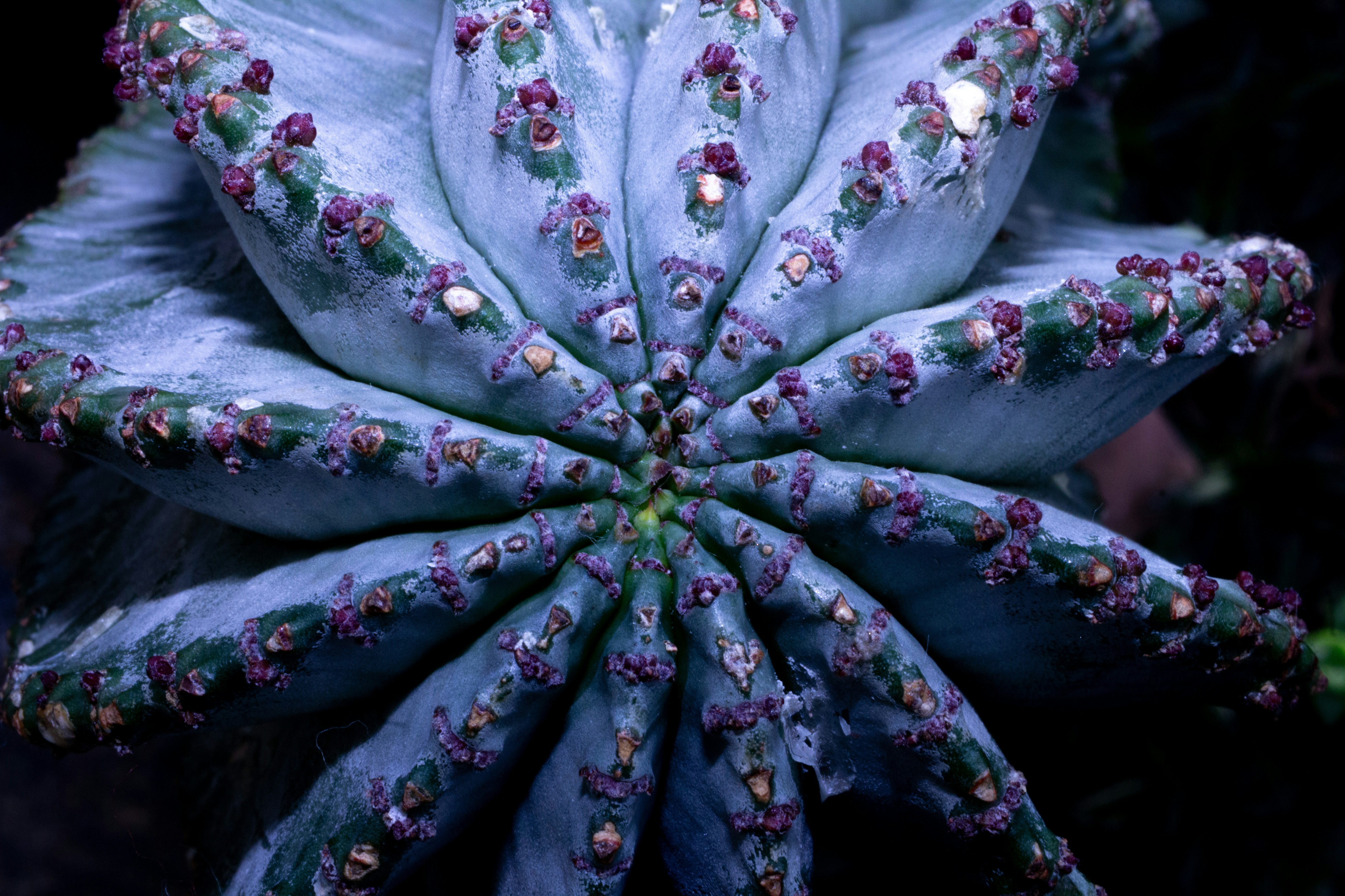 Un gros plan d’un cactus unique en fleurs.