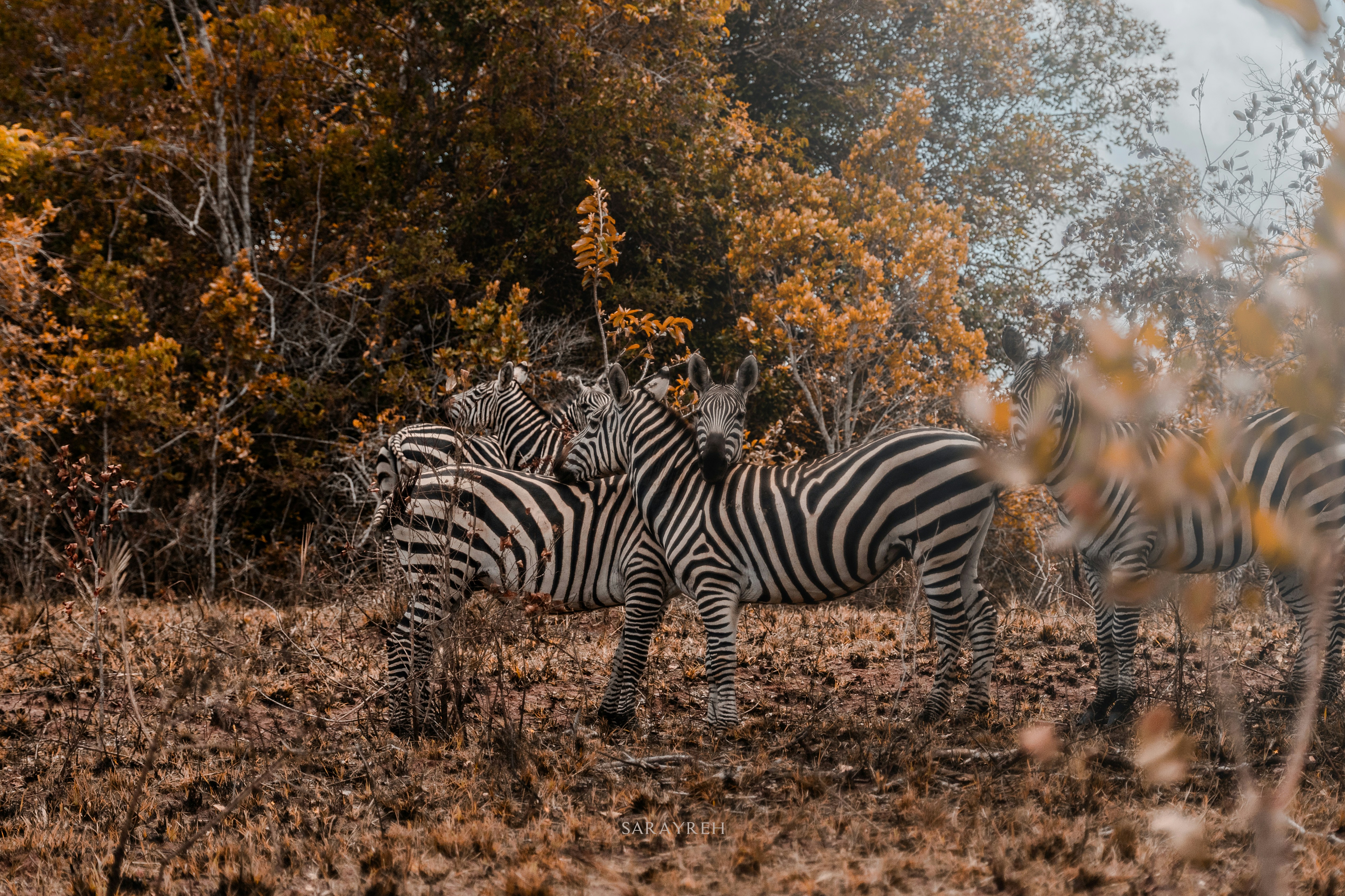 Zebras stand together in a field.