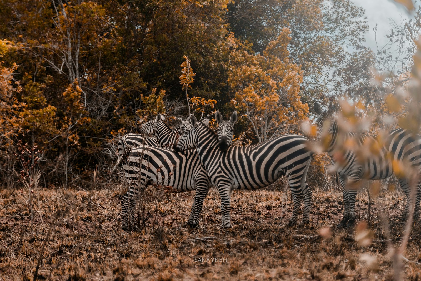 Safari at sunset