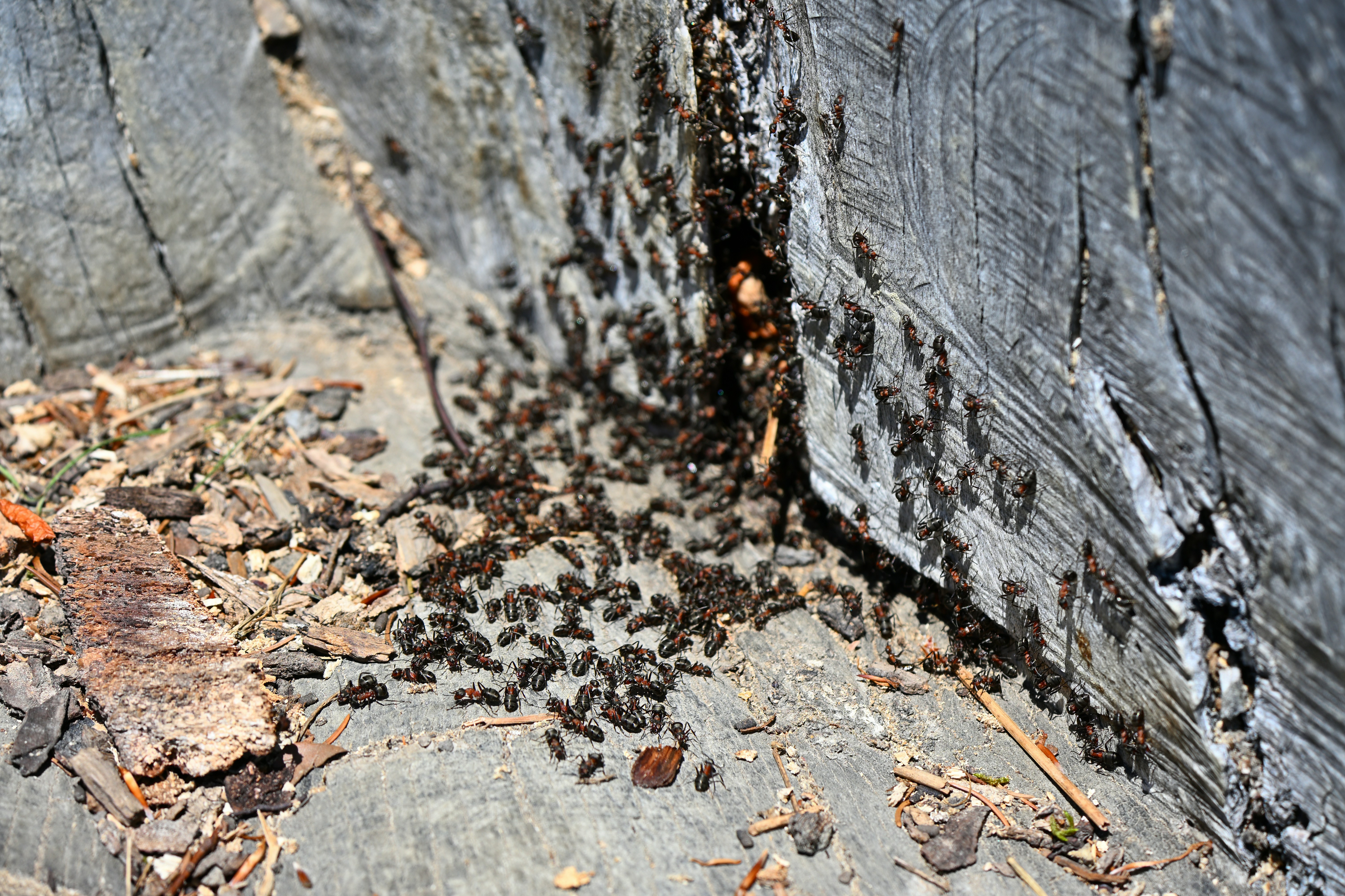 a common Lexington pest like a carpenter ant on wood - Exterminators Lexington MA