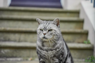 A grumpy cat sits in front of stairs.
