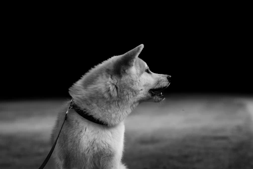 A dog howls against a black background.