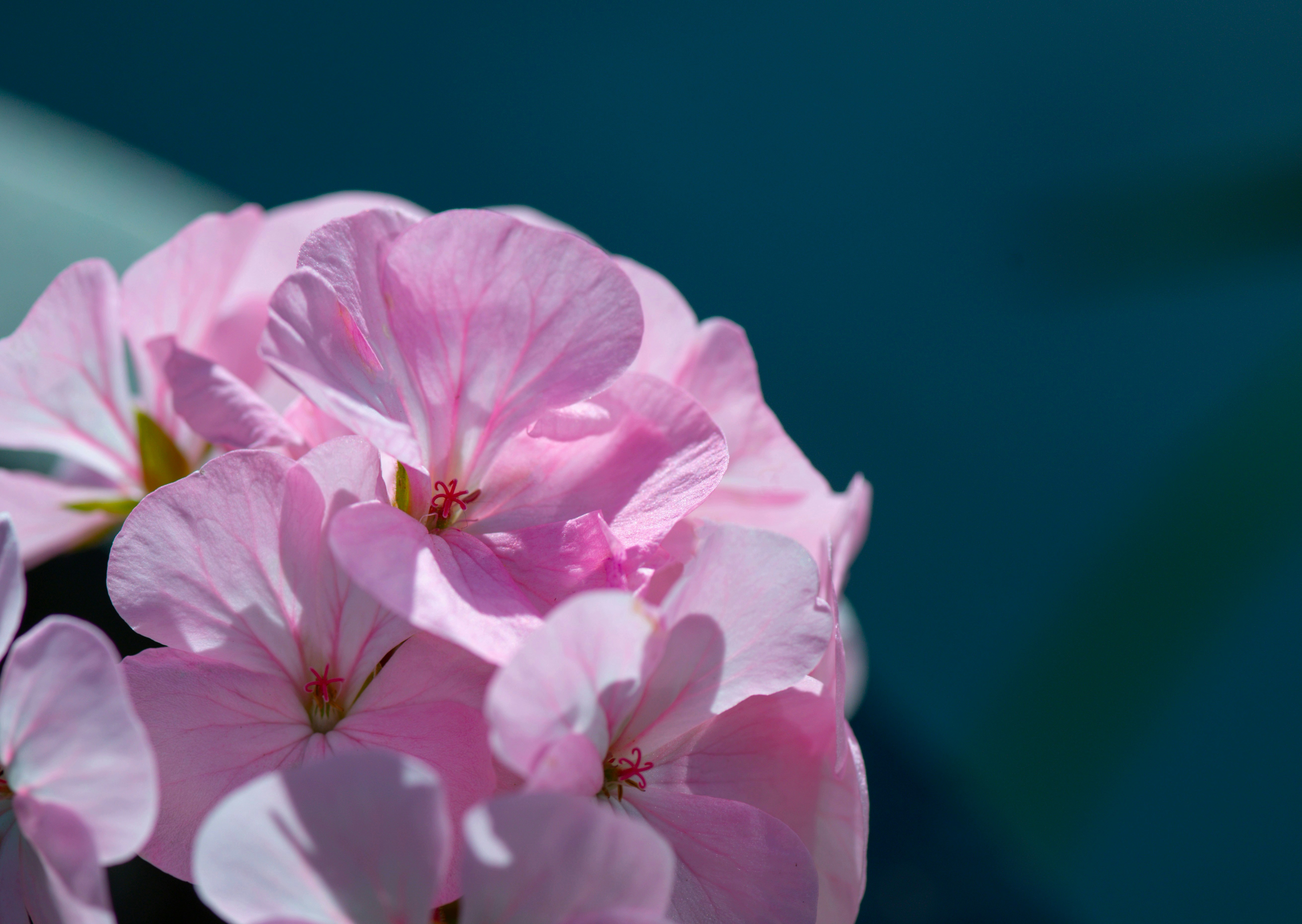 Pink geranium flowers bloom beautifully.