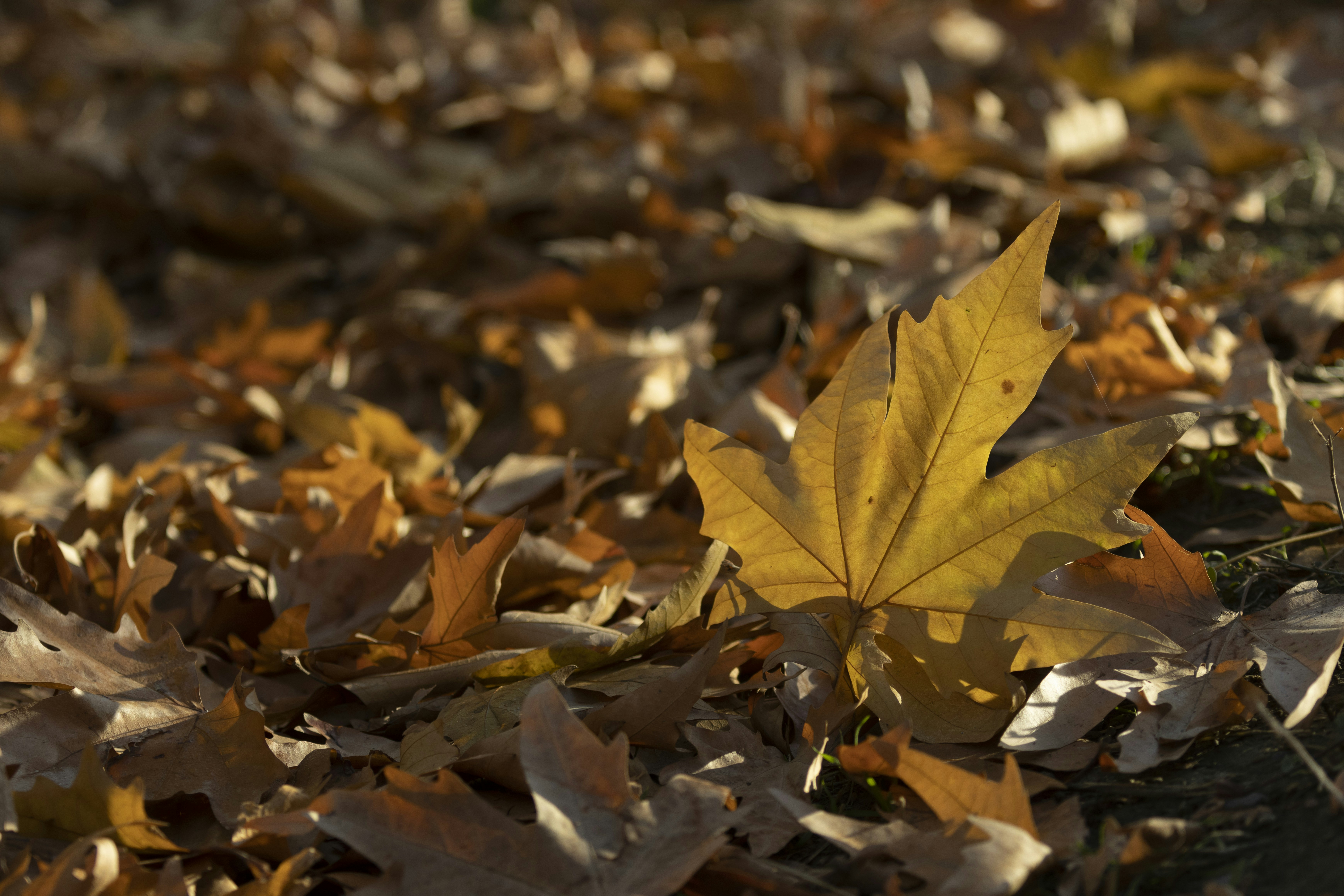 Photo by mostafa_meraji