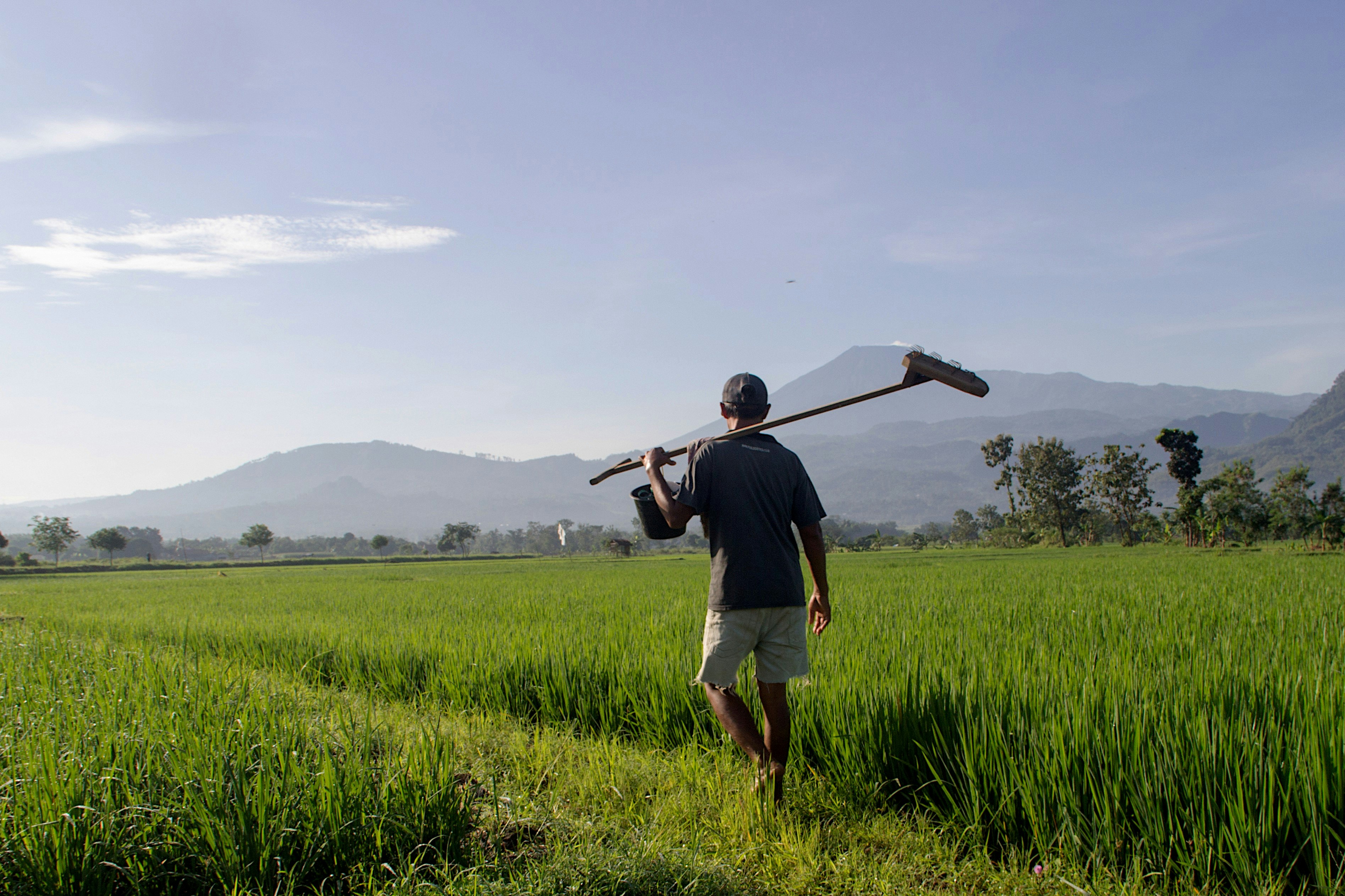 A farmer walks through a rice field.