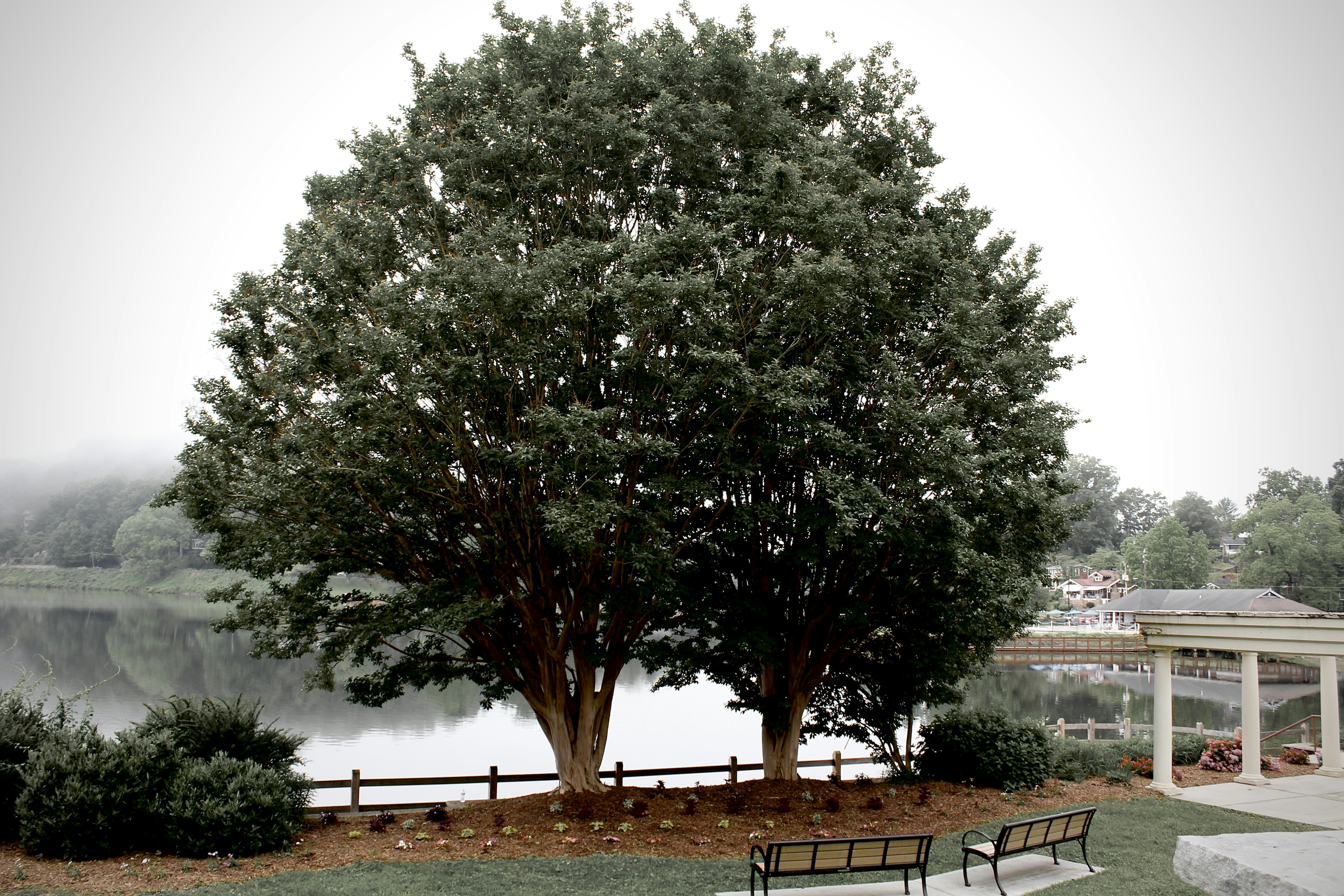 The Mill's Best Tree