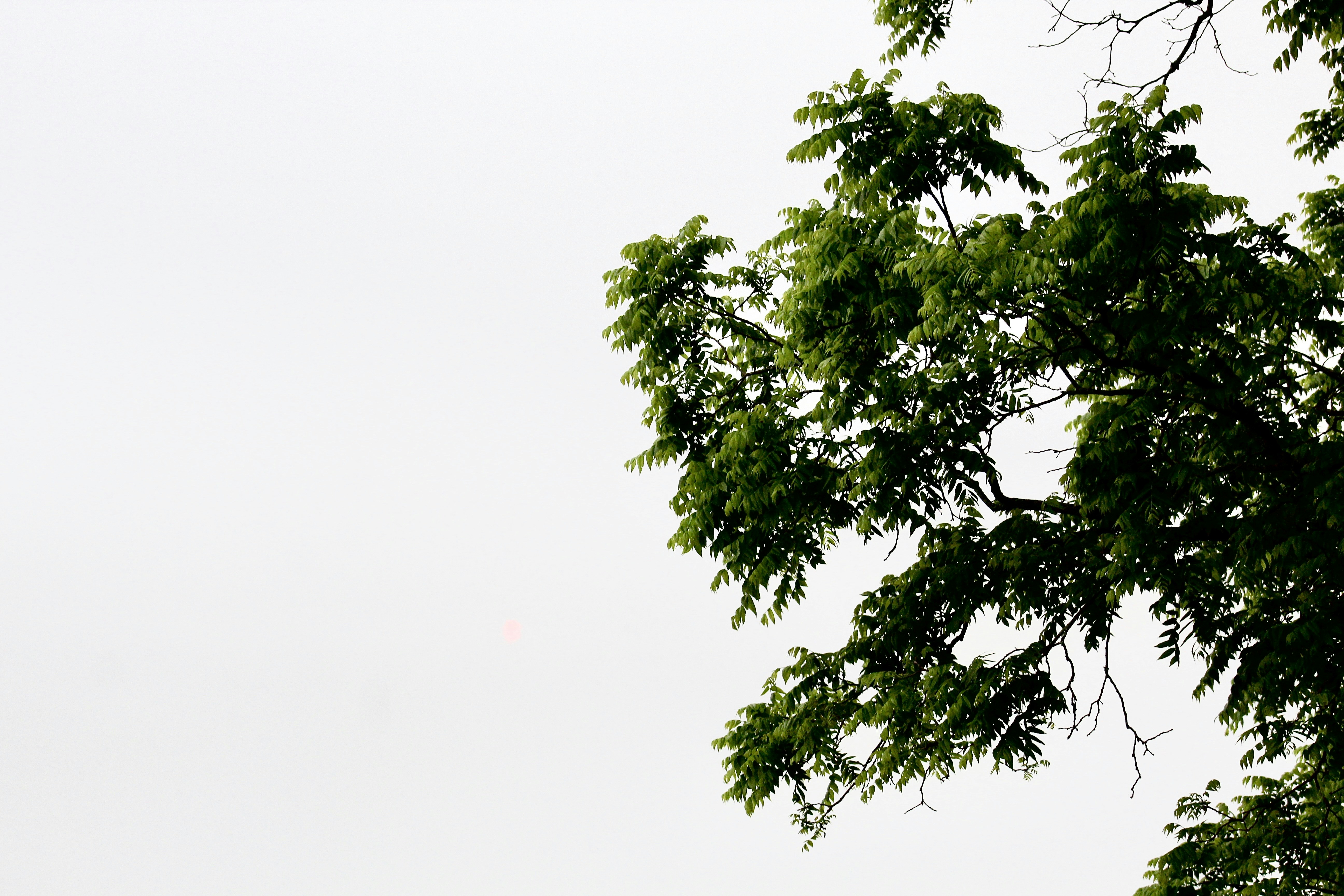 Photo by jimisees