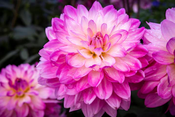 Vibrant pink and white dahlias are on display.