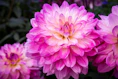 Vibrant pink and white dahlias are on display.