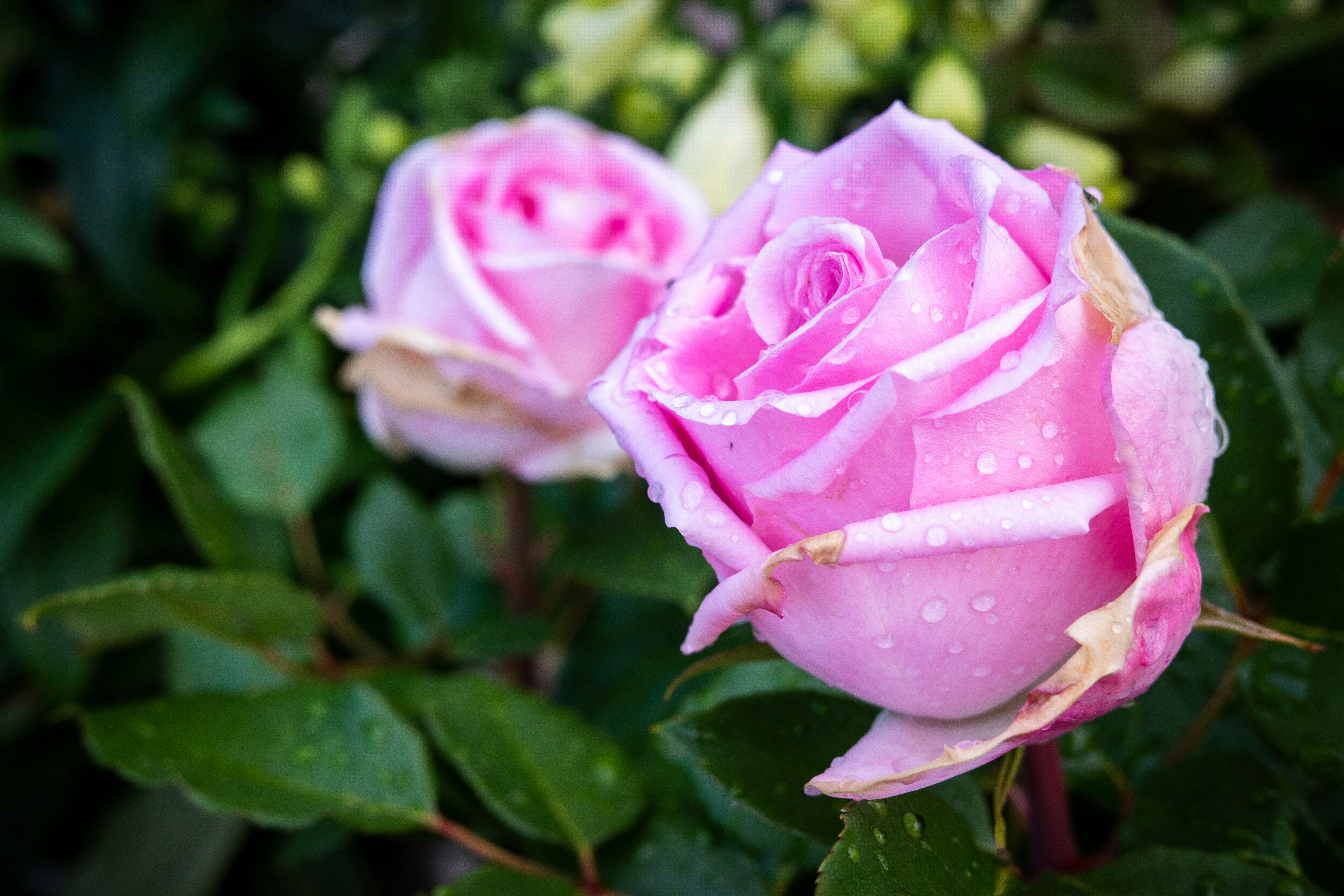 Photo by anirudhjanga