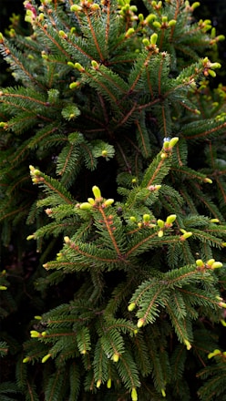 Close-up shot of a pine tree.