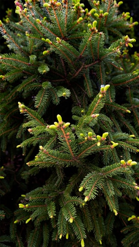 Close-up shot of a pine tree.