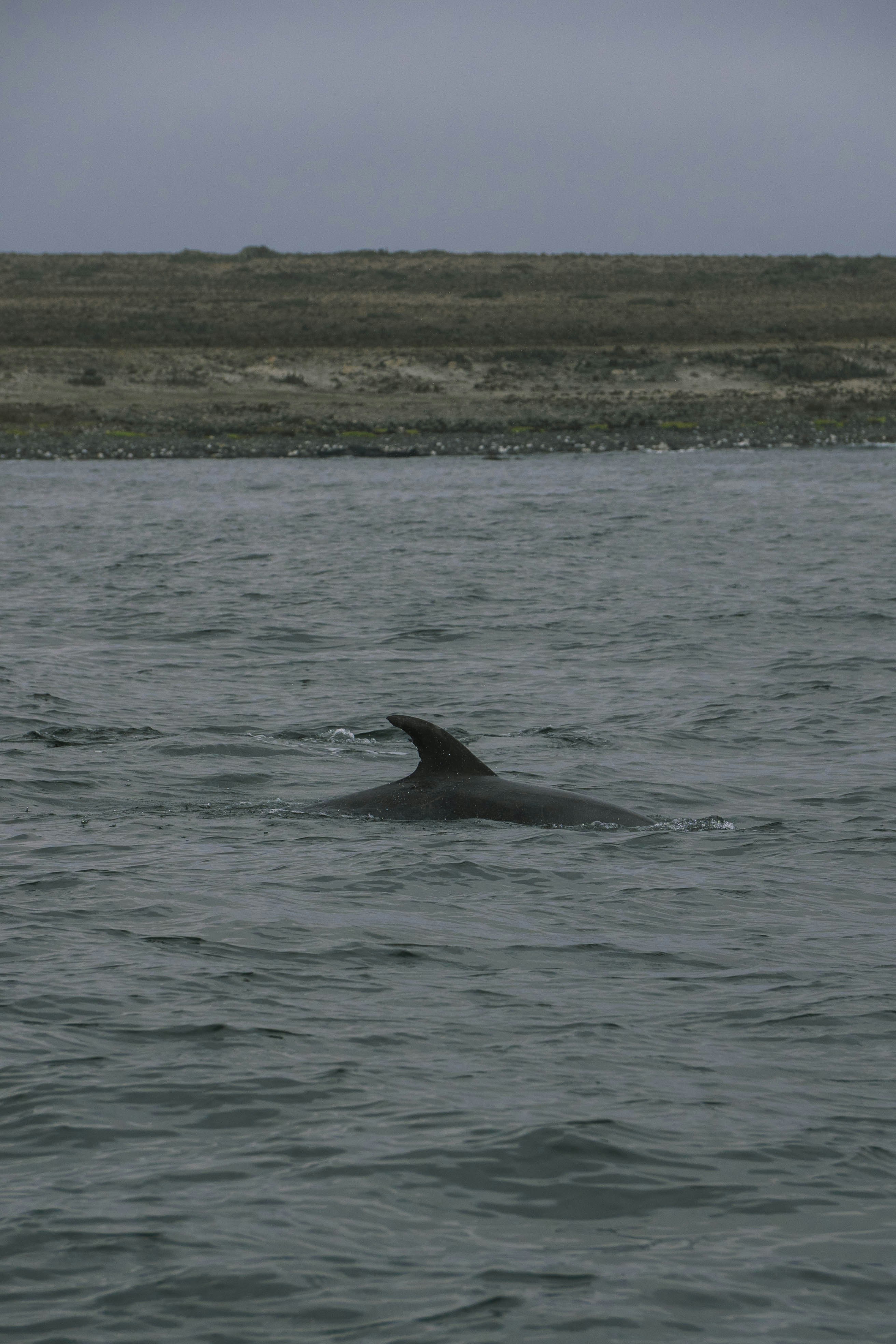 A dolphin surfaces in the ocean.
