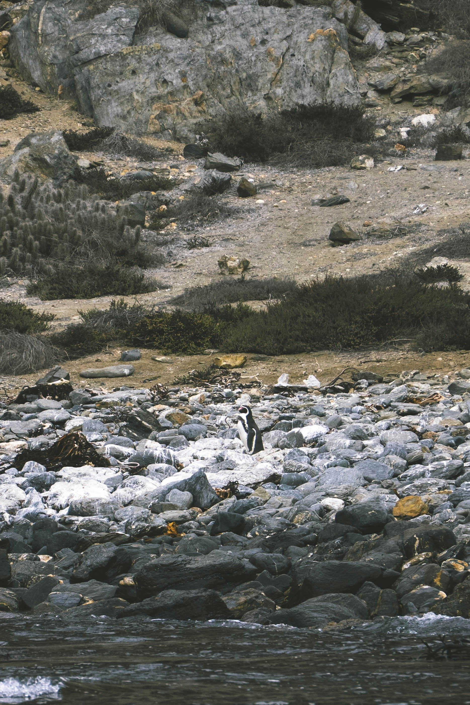 A penguin stands amongst the rocky terrain.