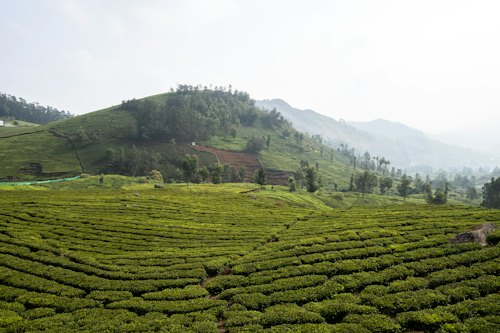 Tea Plantation Walk