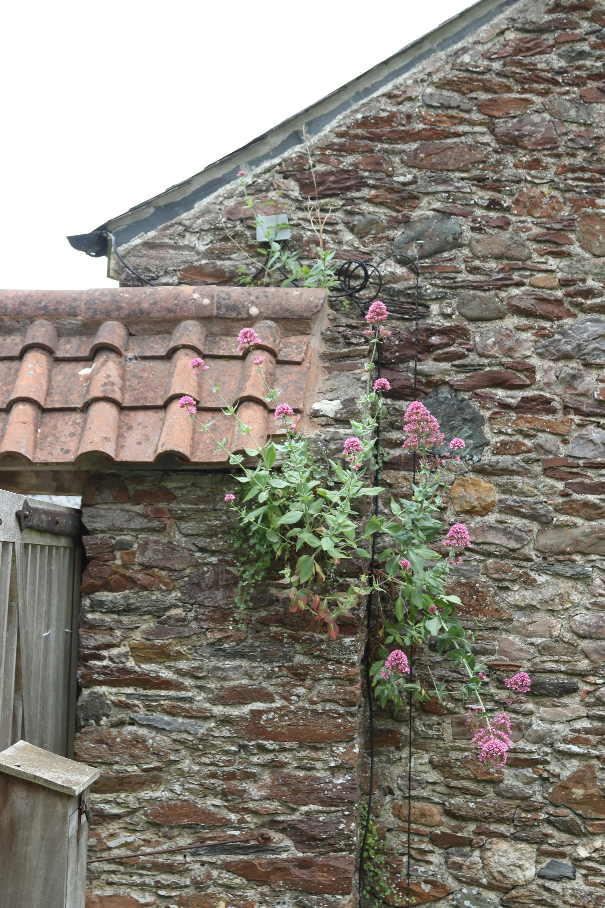 Flowers and plants grow against an old stone building.