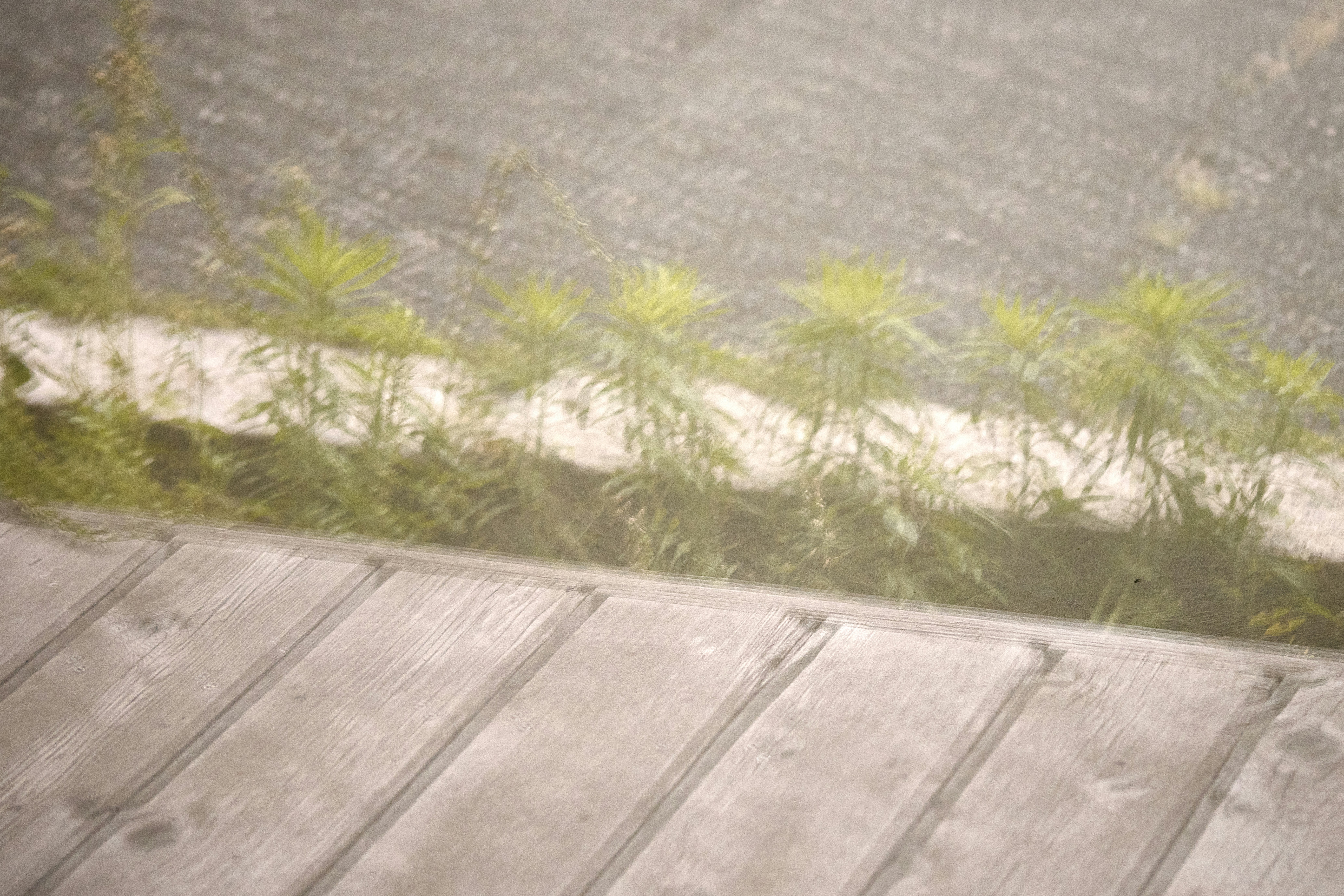 Plants grow along a sidewalk.