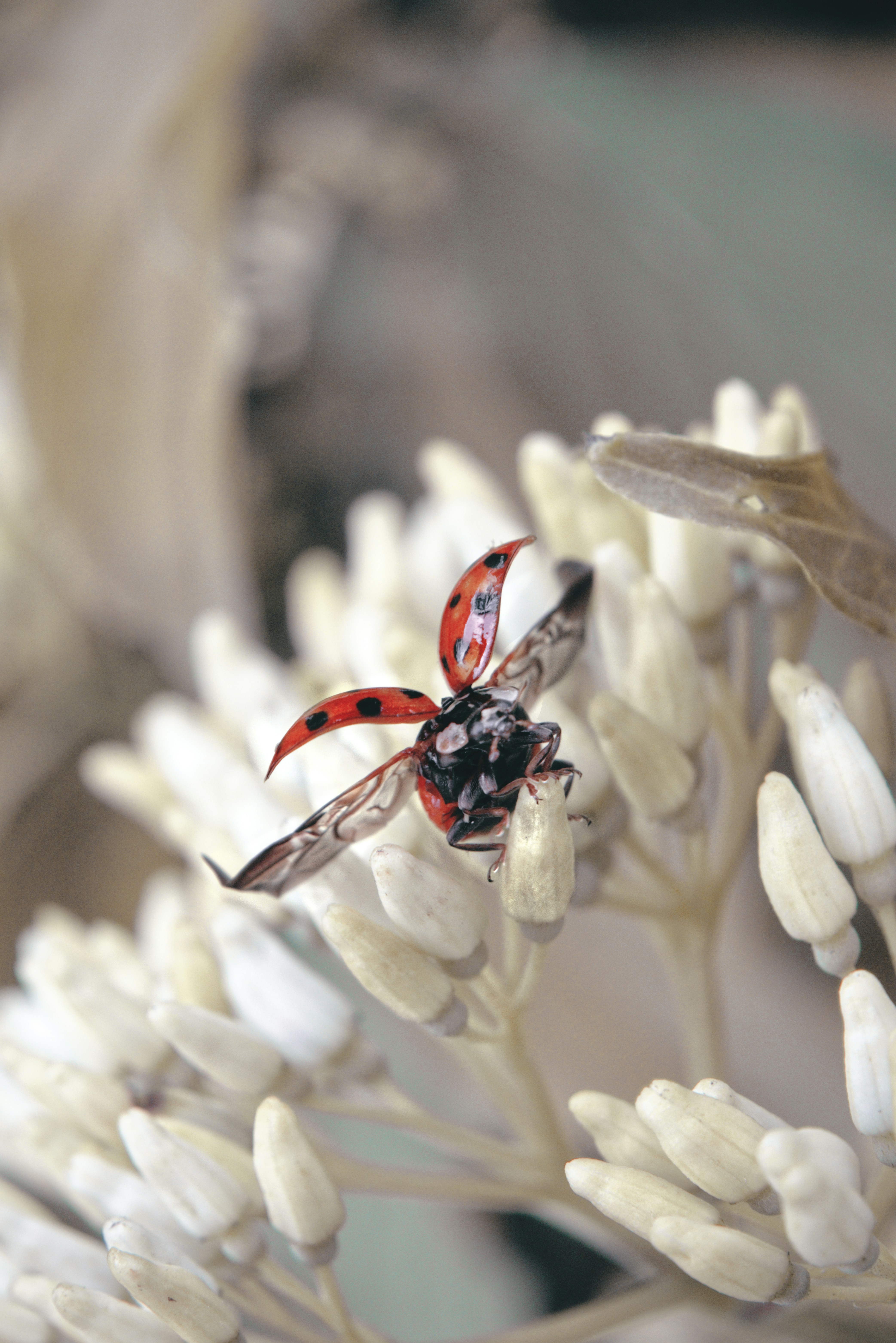 A ladybug spreads its wings on a white plant.