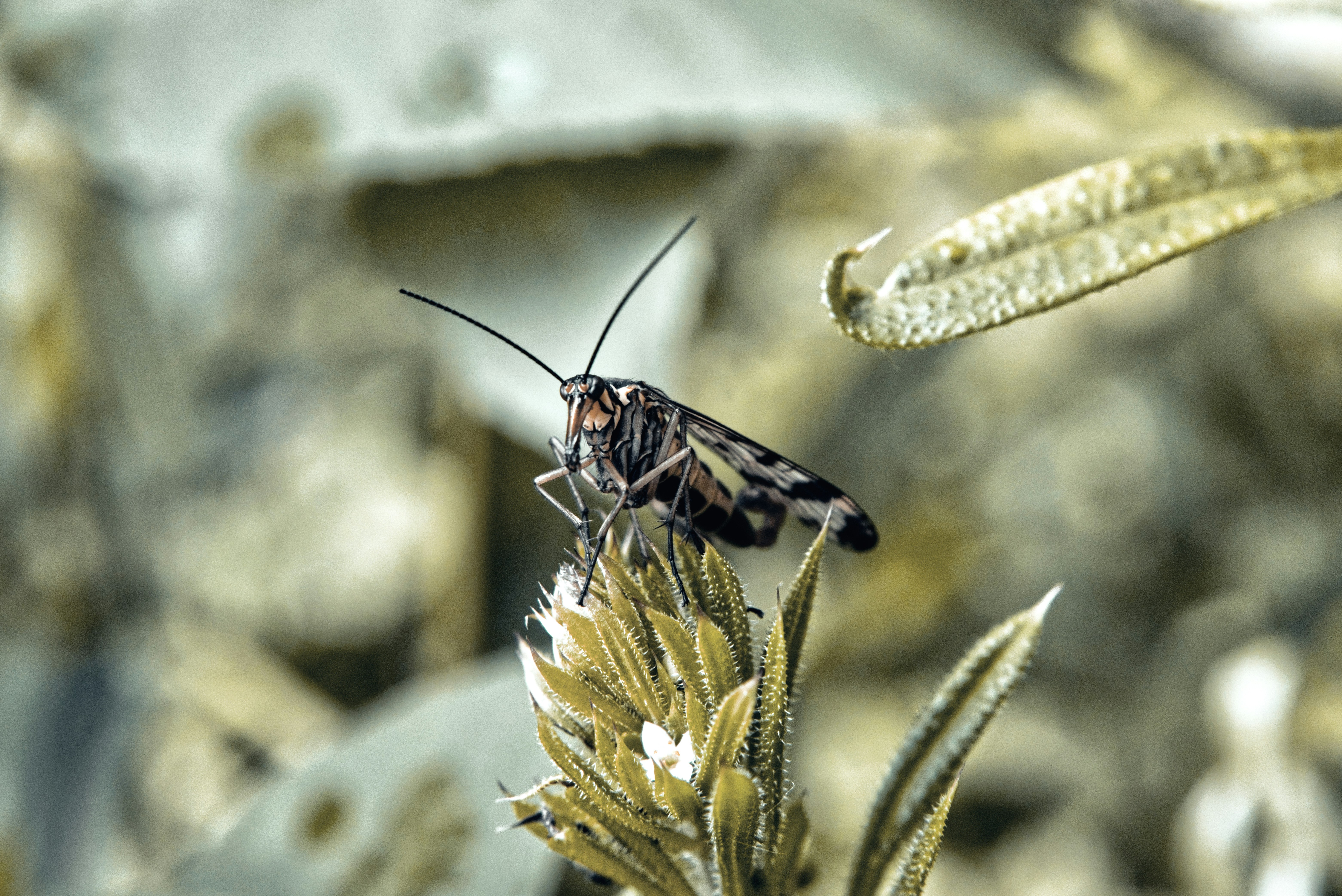 A small insect perched on a plant.