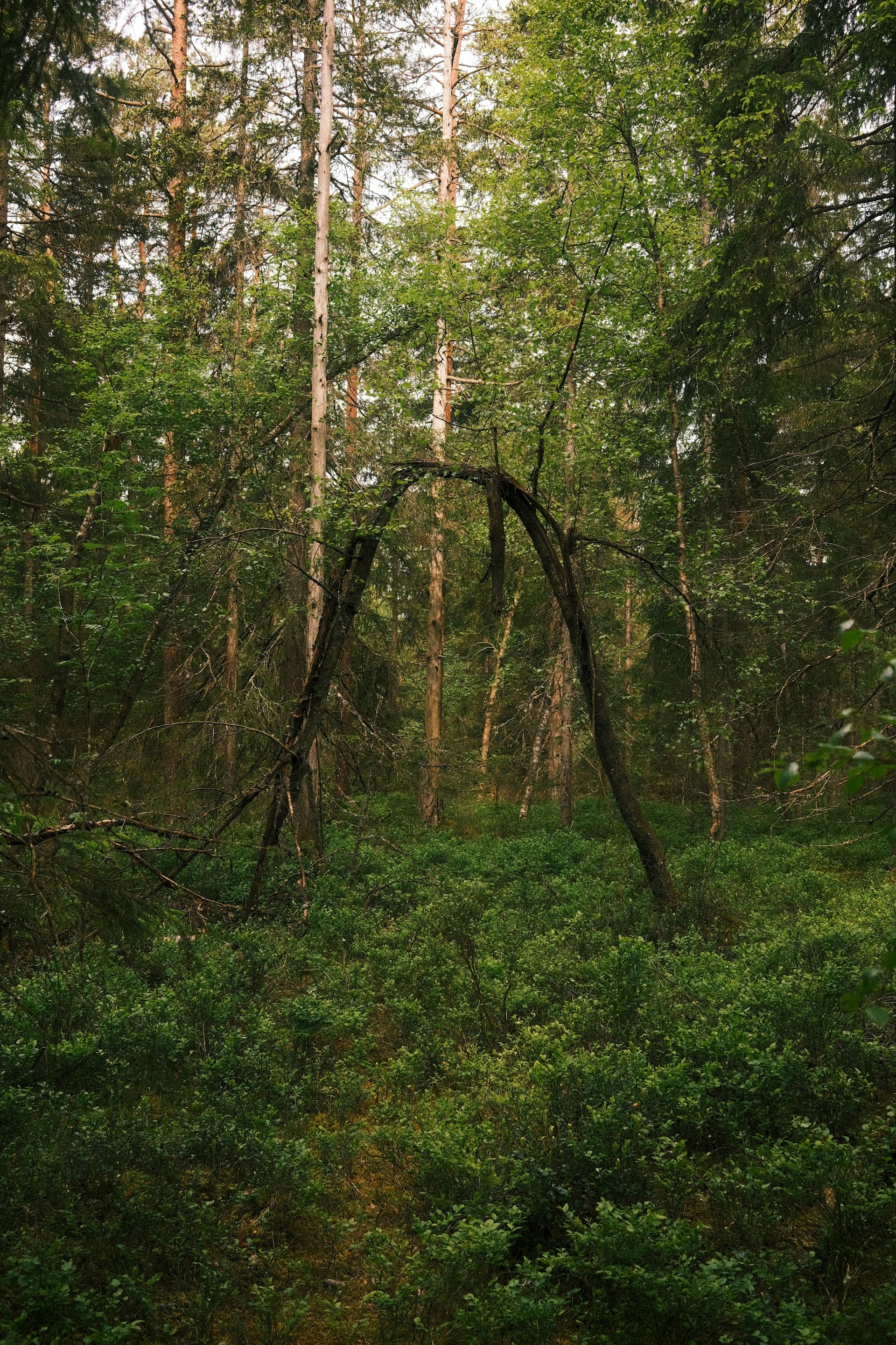 A lush forest with arched, twisted trees.