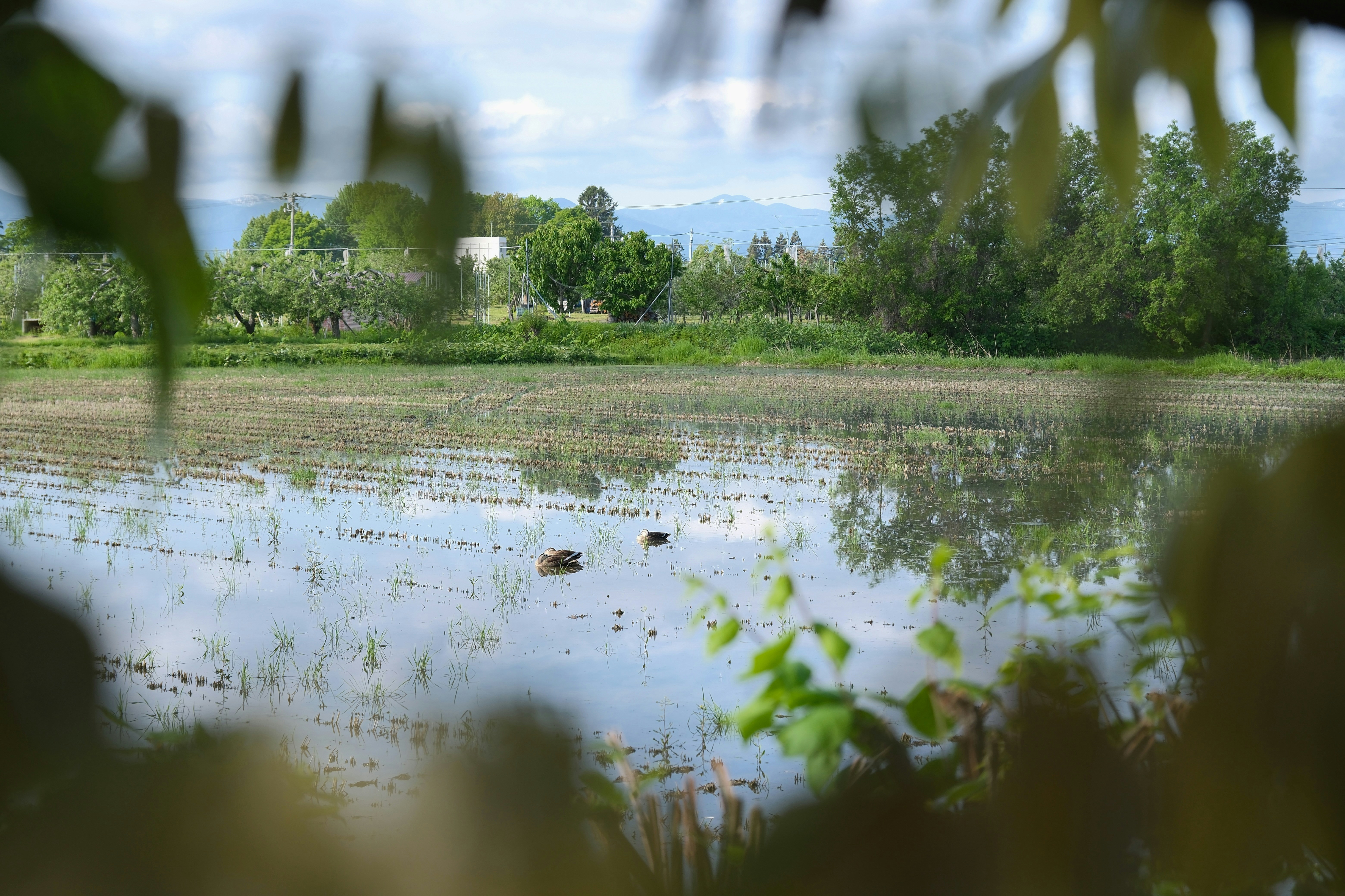 The wet field reflects the cloudy sky.