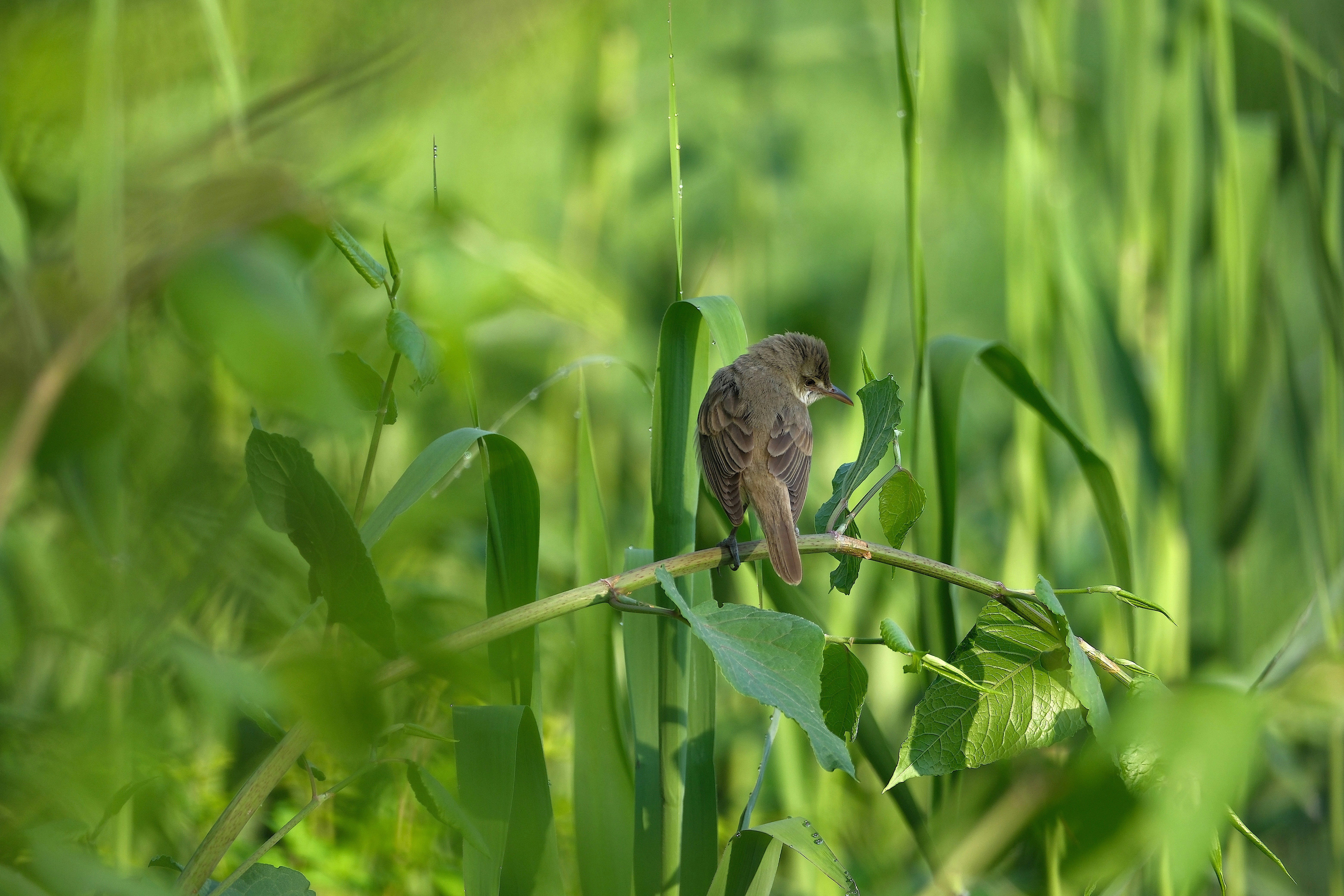 A bird perches on a green branch.