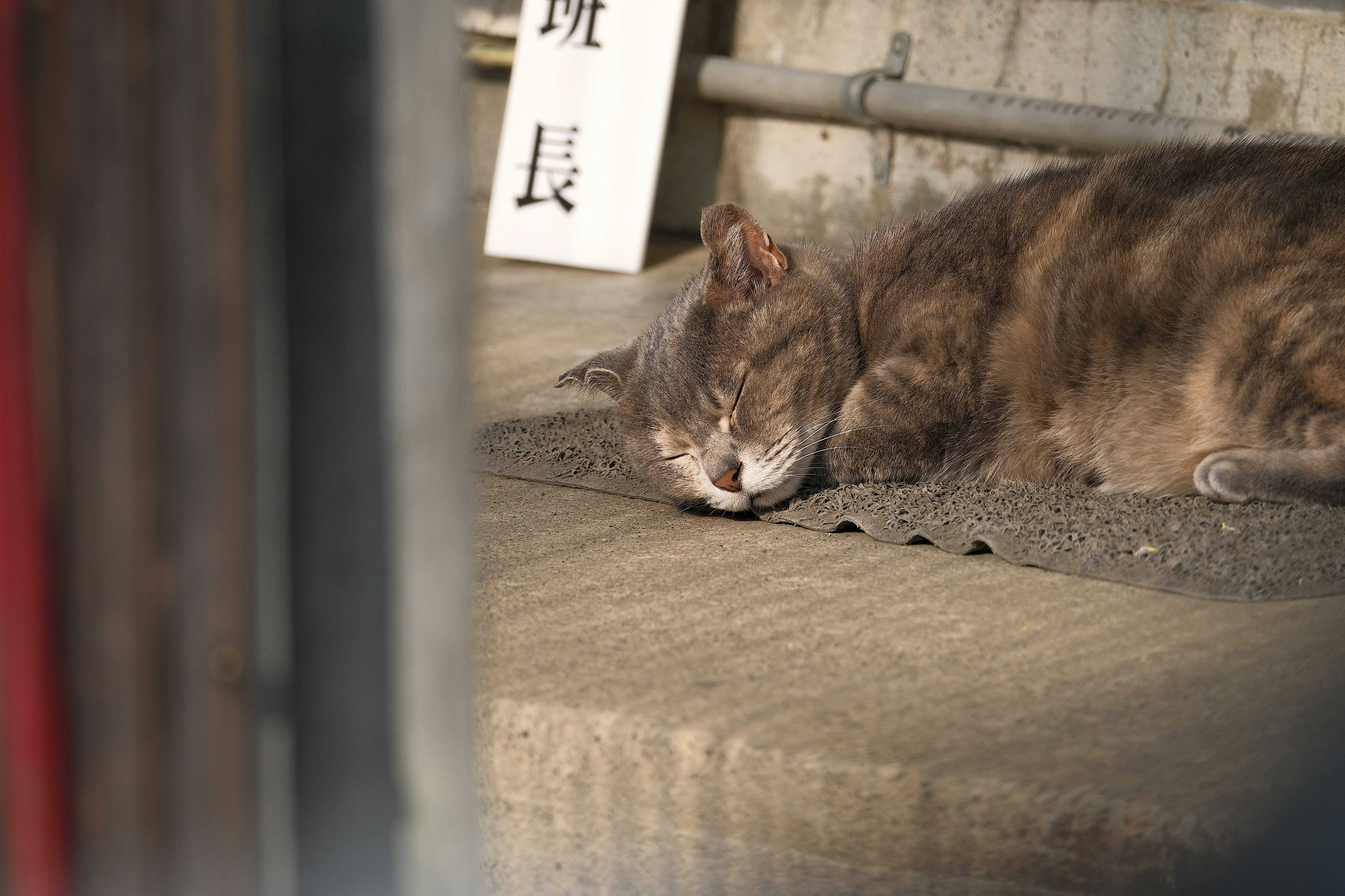 A sleeping cat rests beside a sign.