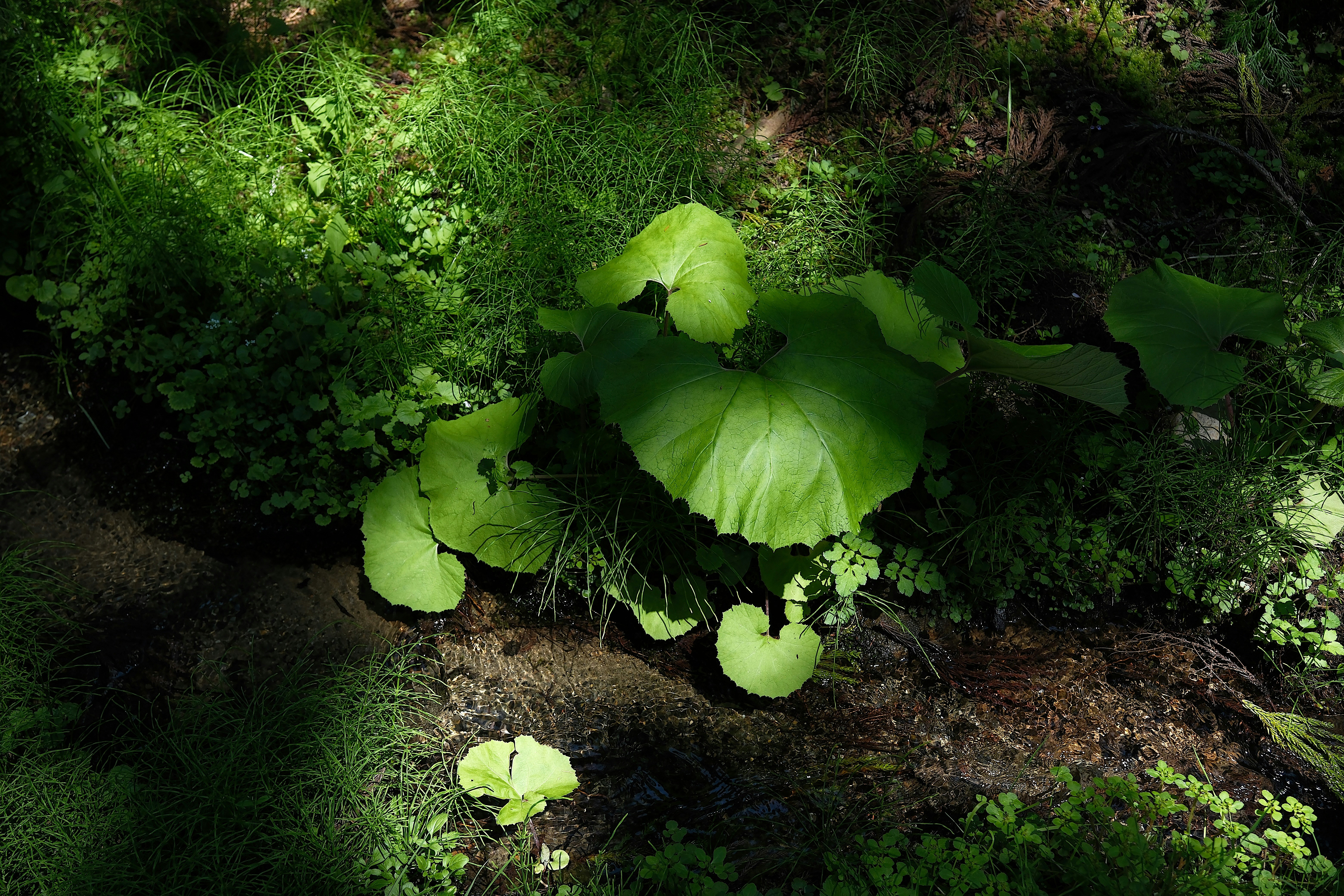 Green plants thrive in a shaded, mossy environment.