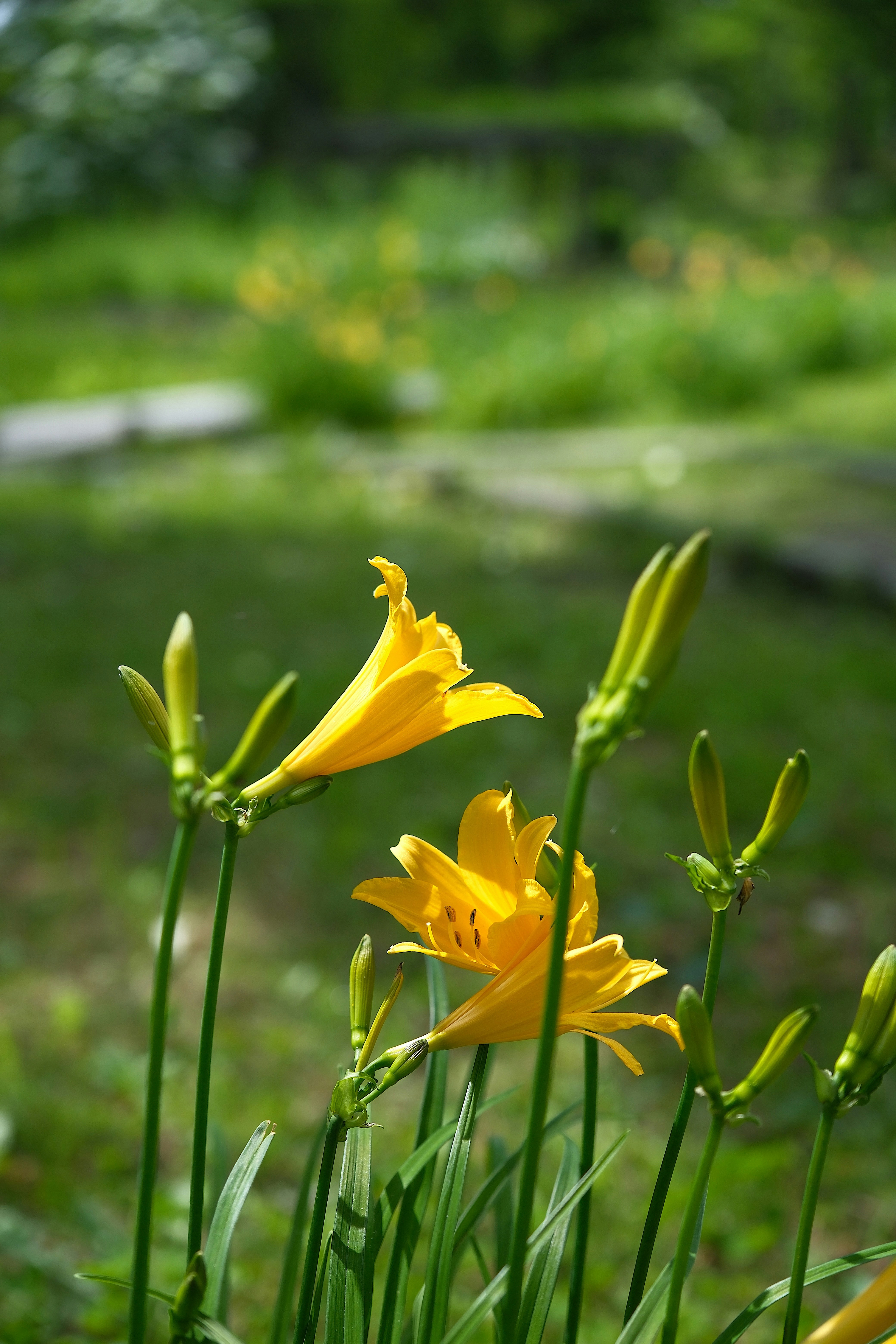 Yellow daylilies bloom in a sunny garden.