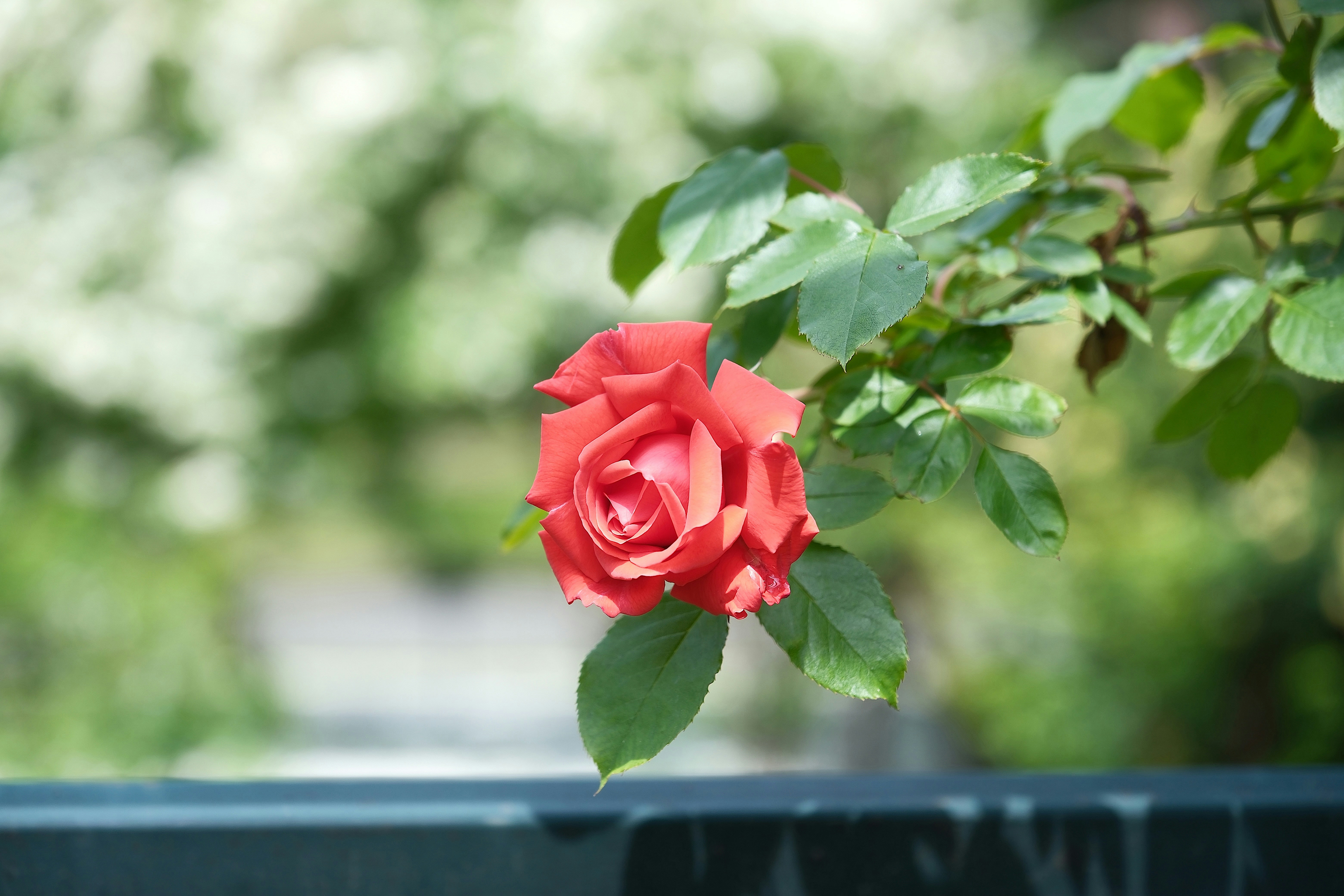 A beautiful red rose blooms in the garden.