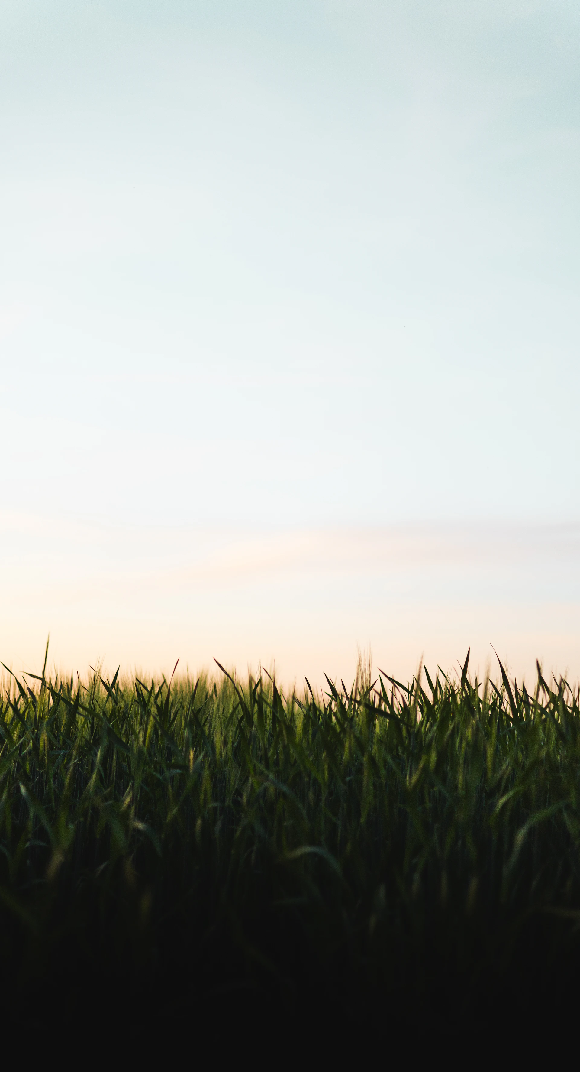Soft green field under a glowing sky