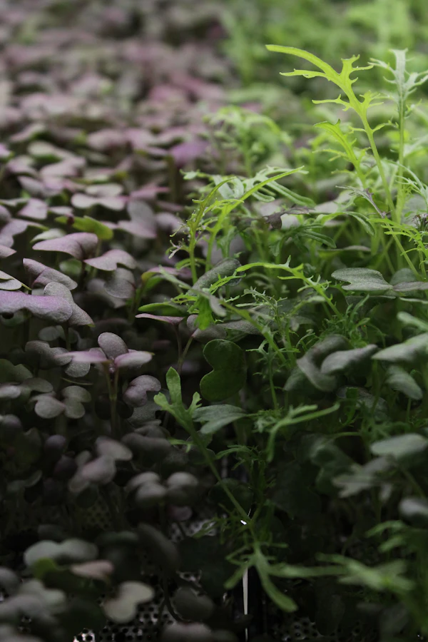 Mustard microgreens