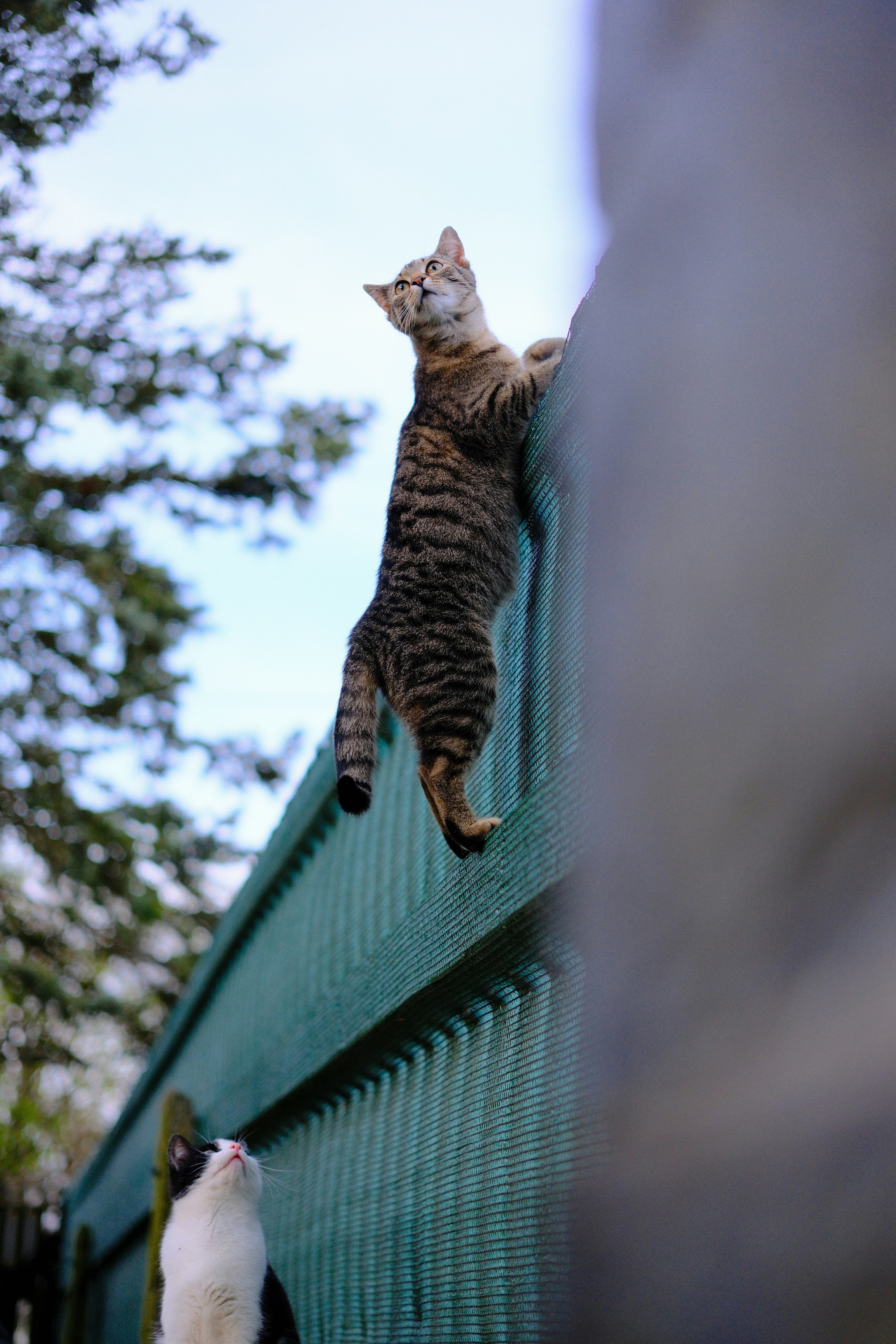 Environmental Enrichment: Creating a Stimulating Home (image credits: unsplash)