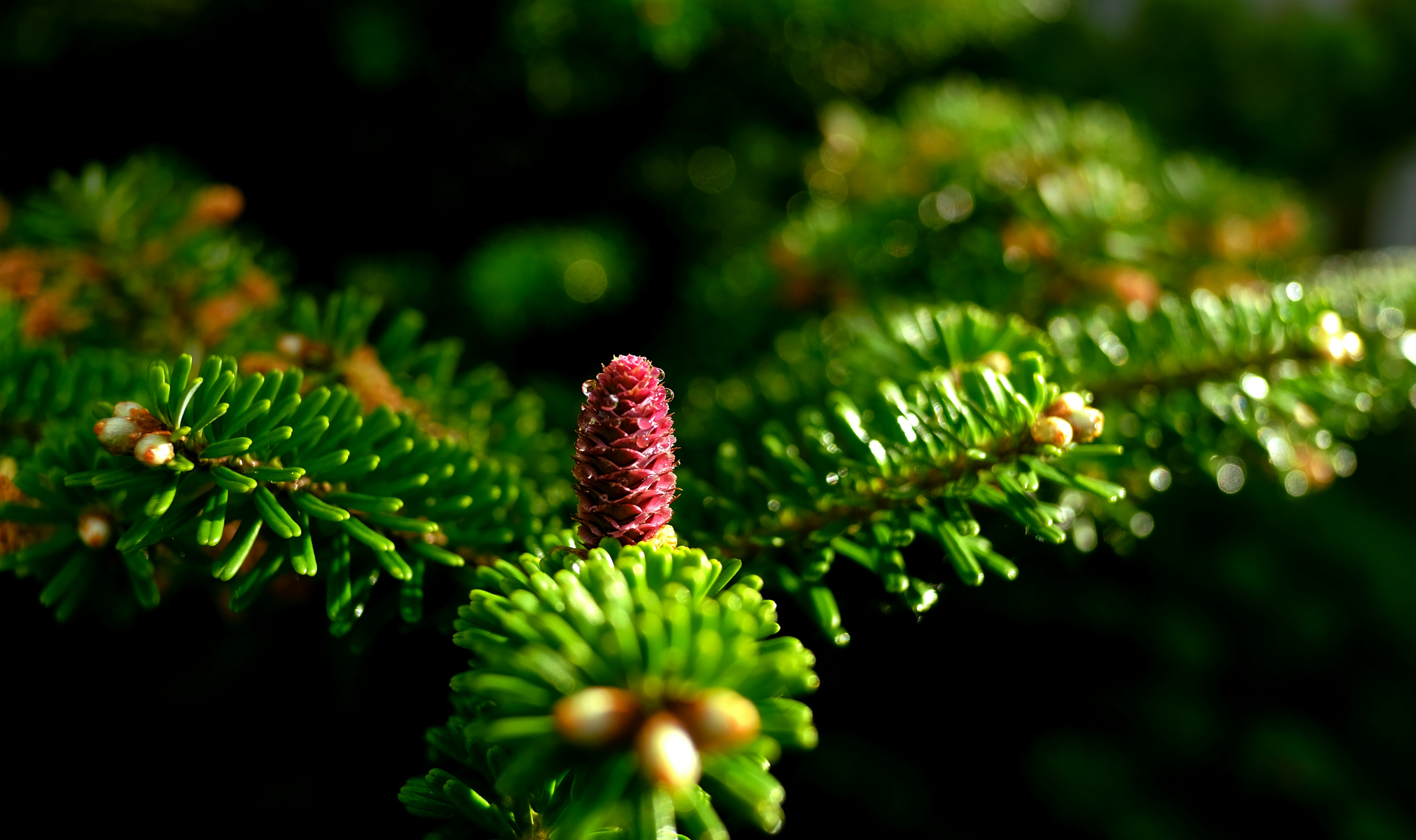 Photo by thekristienph