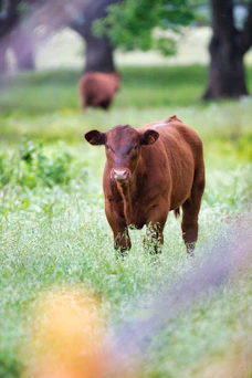 A brown cow stands in a green field
