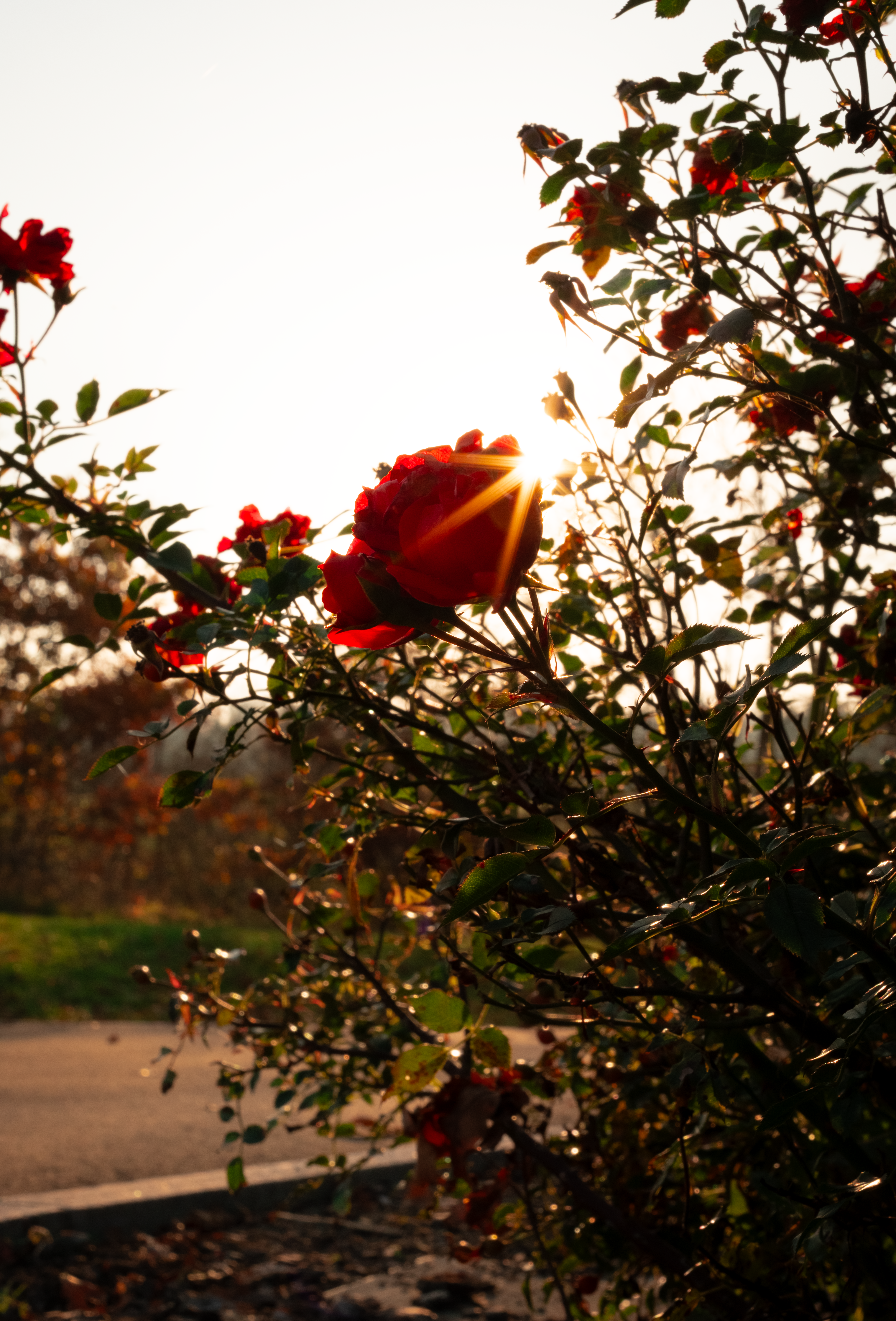 Photo by fluus