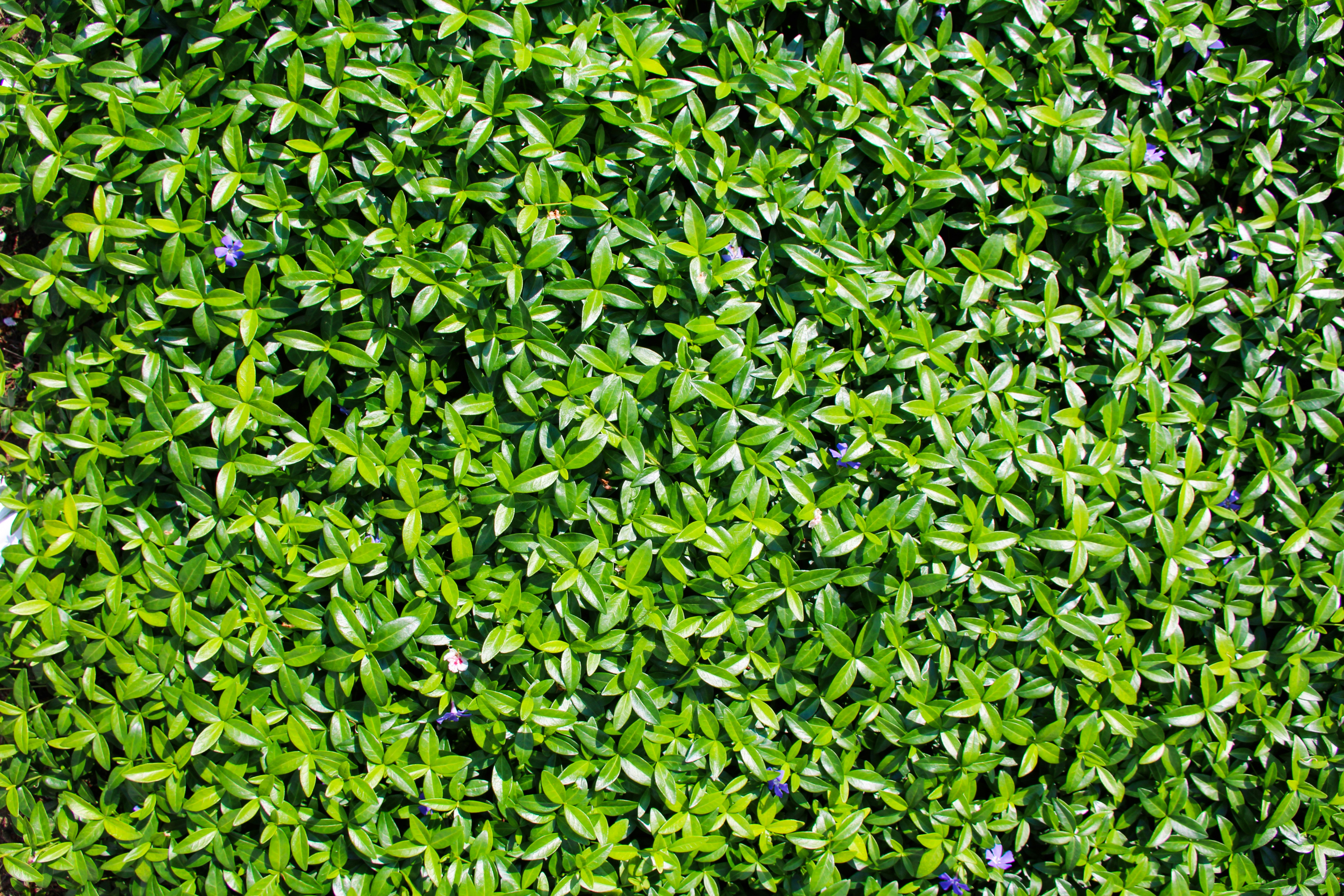 Green ground cover fills the image.