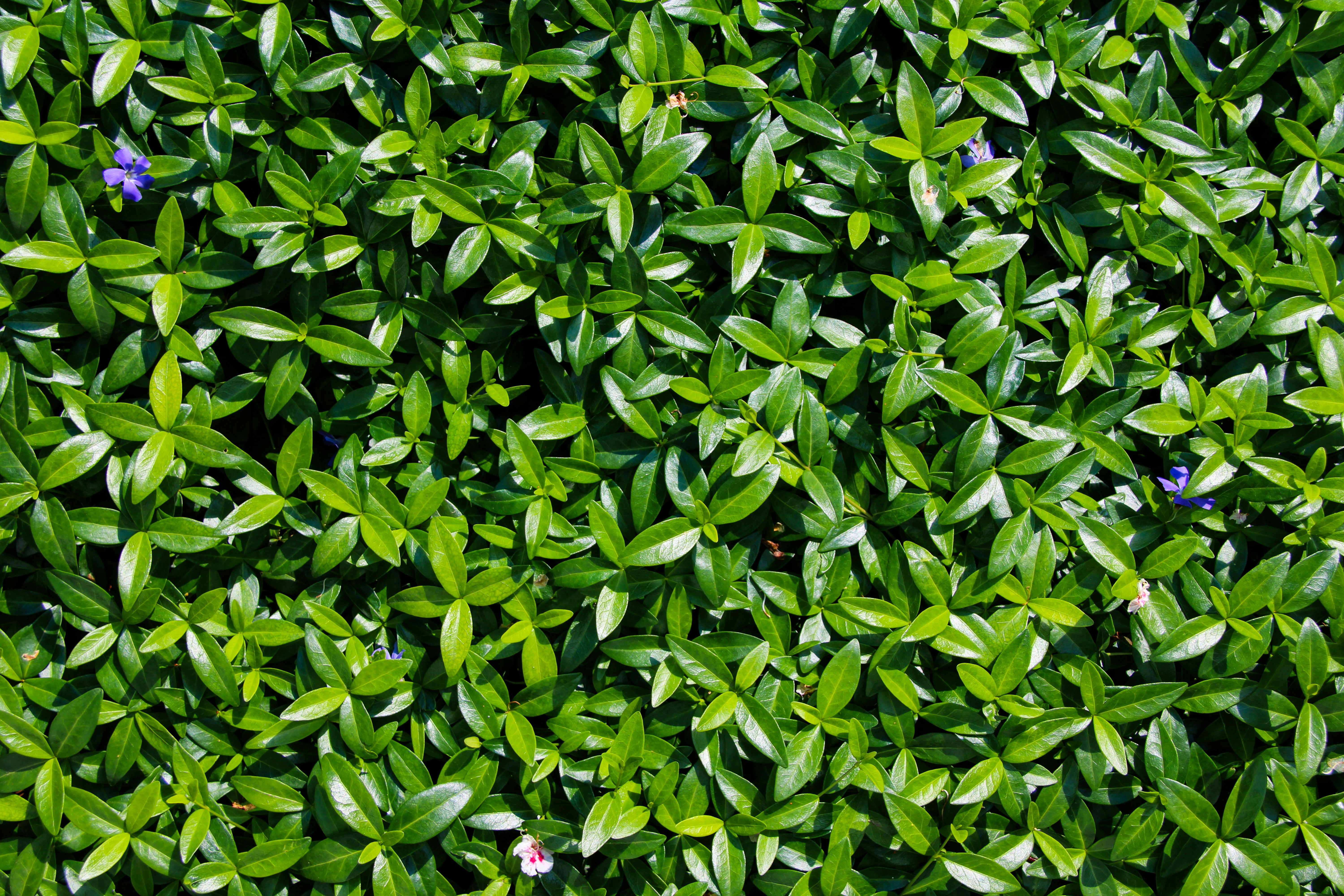 Green leaves fill the image completely.