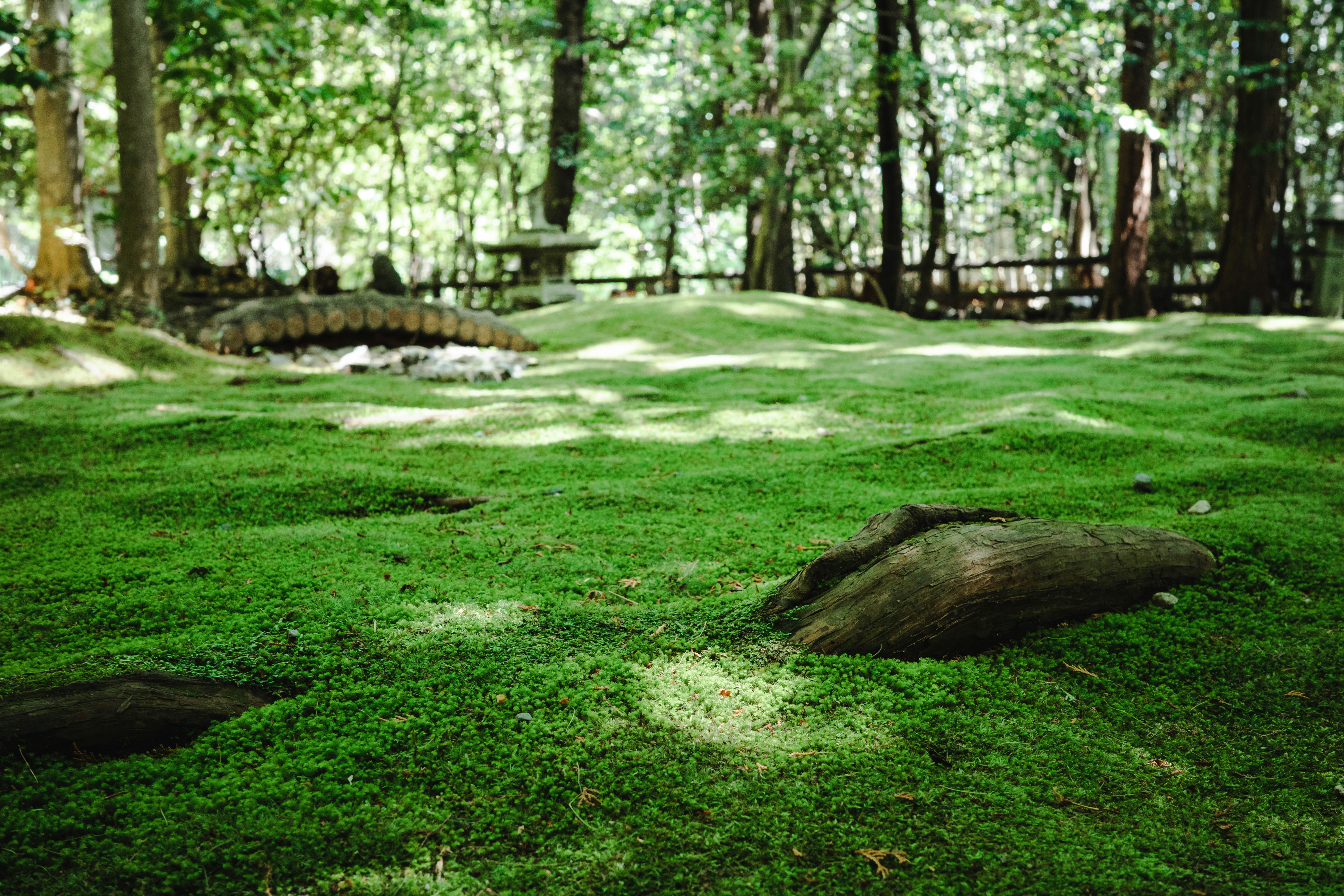 Il muschio verde lussureggiante ricopre il suolo di una foresta.