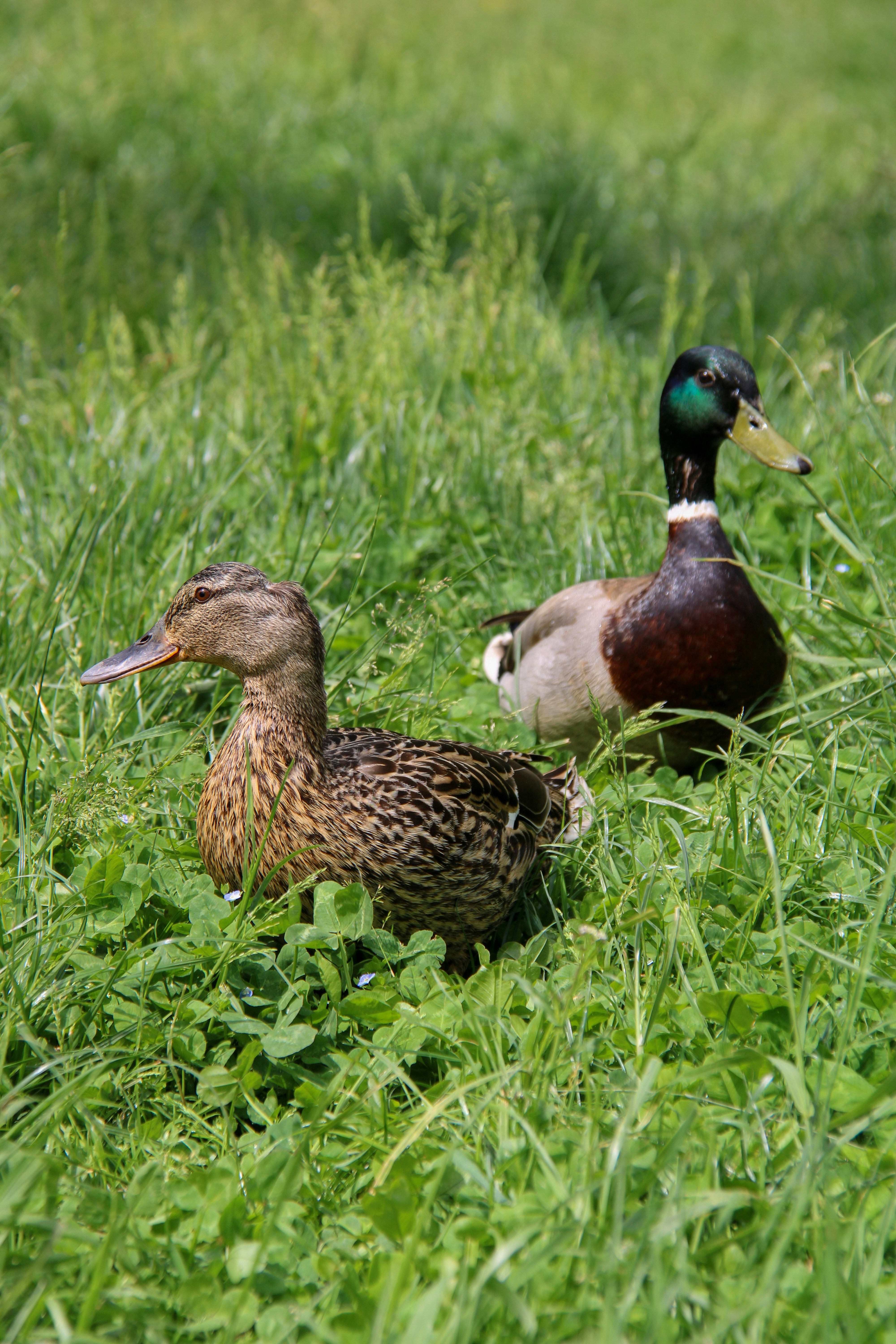 Two ducks are resting in lush green grass.